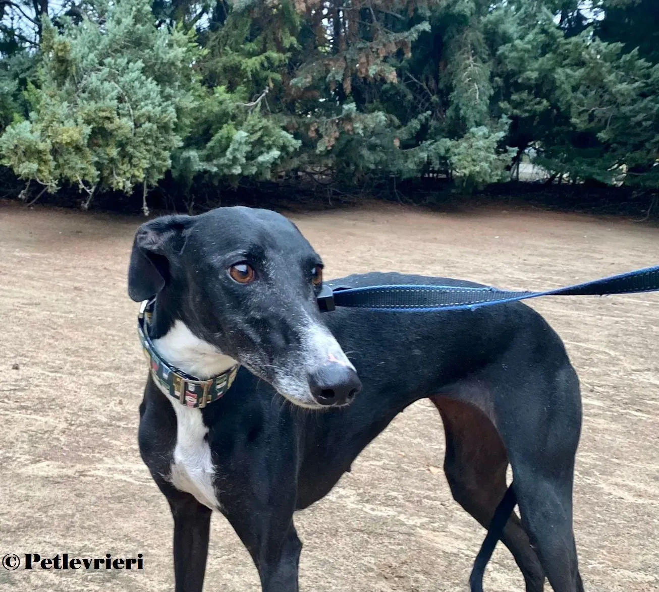 Avispa galgo adozione pet levrieri onlus 0 2