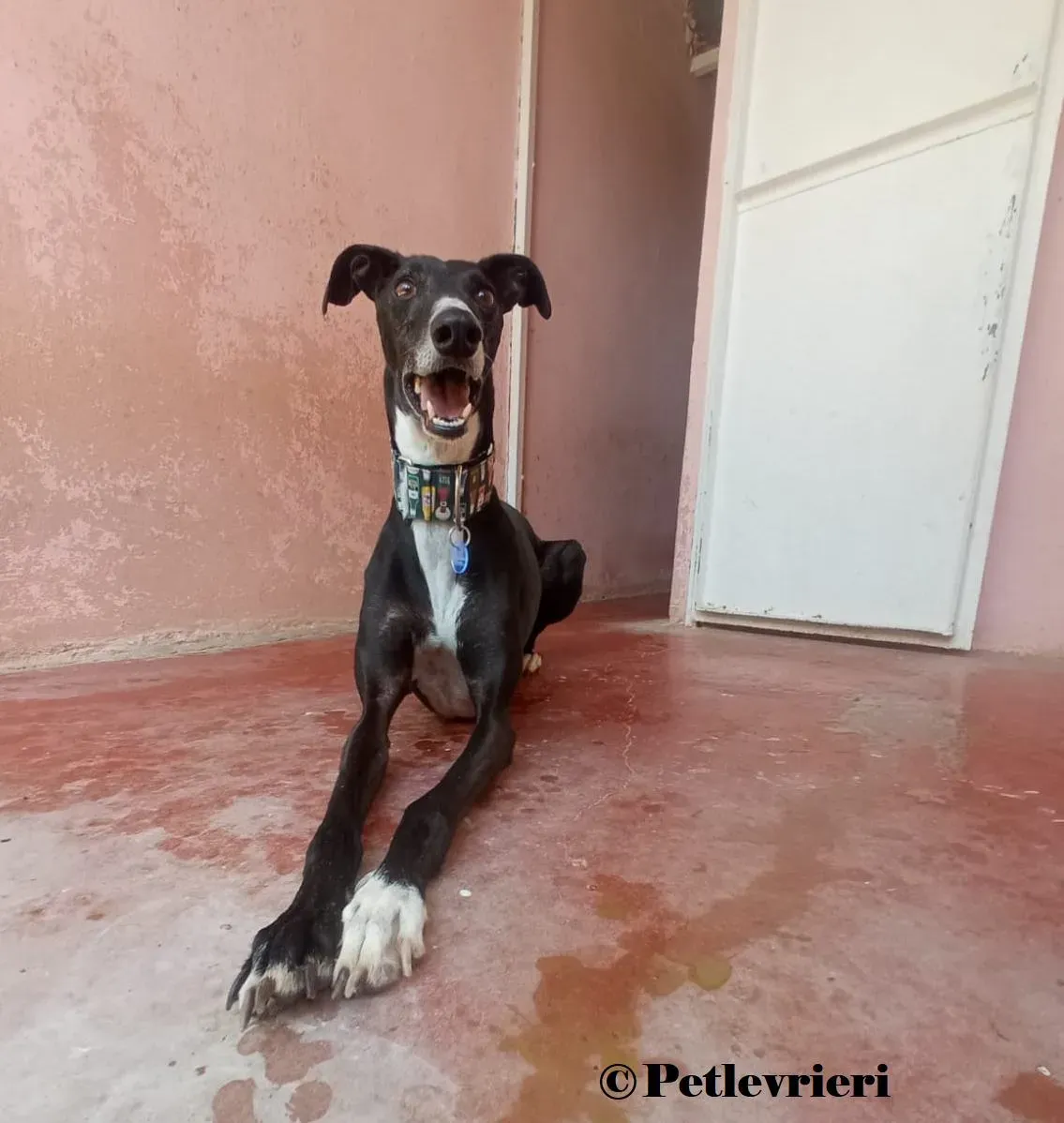 Avispa galgo adozione pet levrieri onlus 1 3