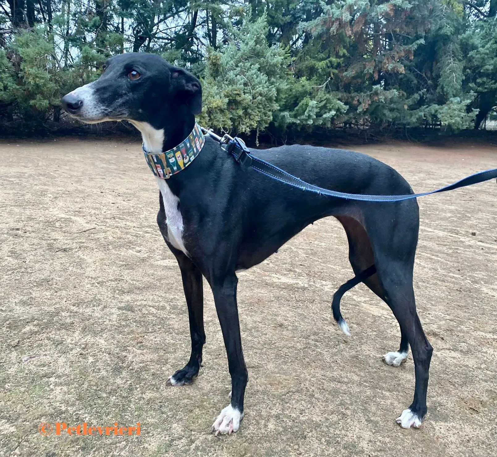 Avispa galgo adozione pet levrieri onlus 2 2