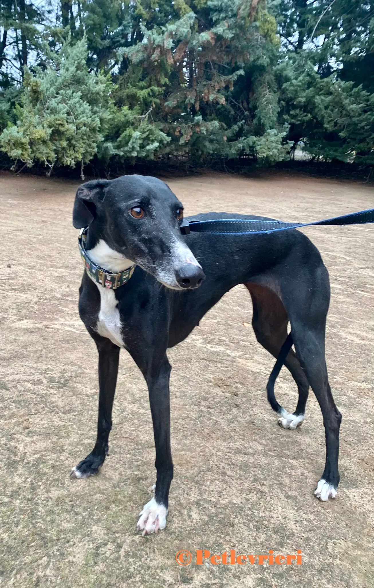 Avispa galgo adozione pet levrieri onlus 3 2