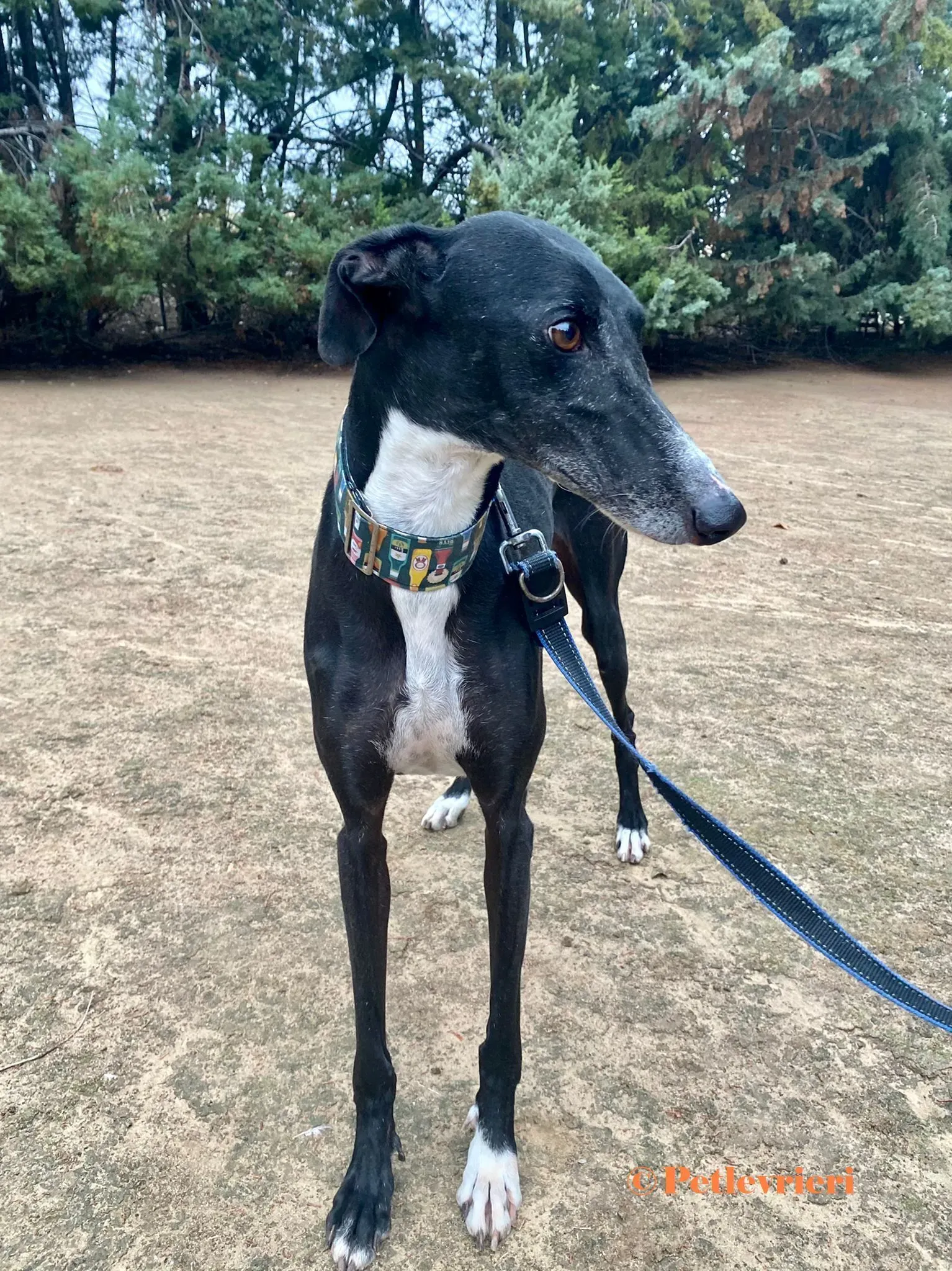 Avispa galgo adozione pet levrieri onlus 4 2