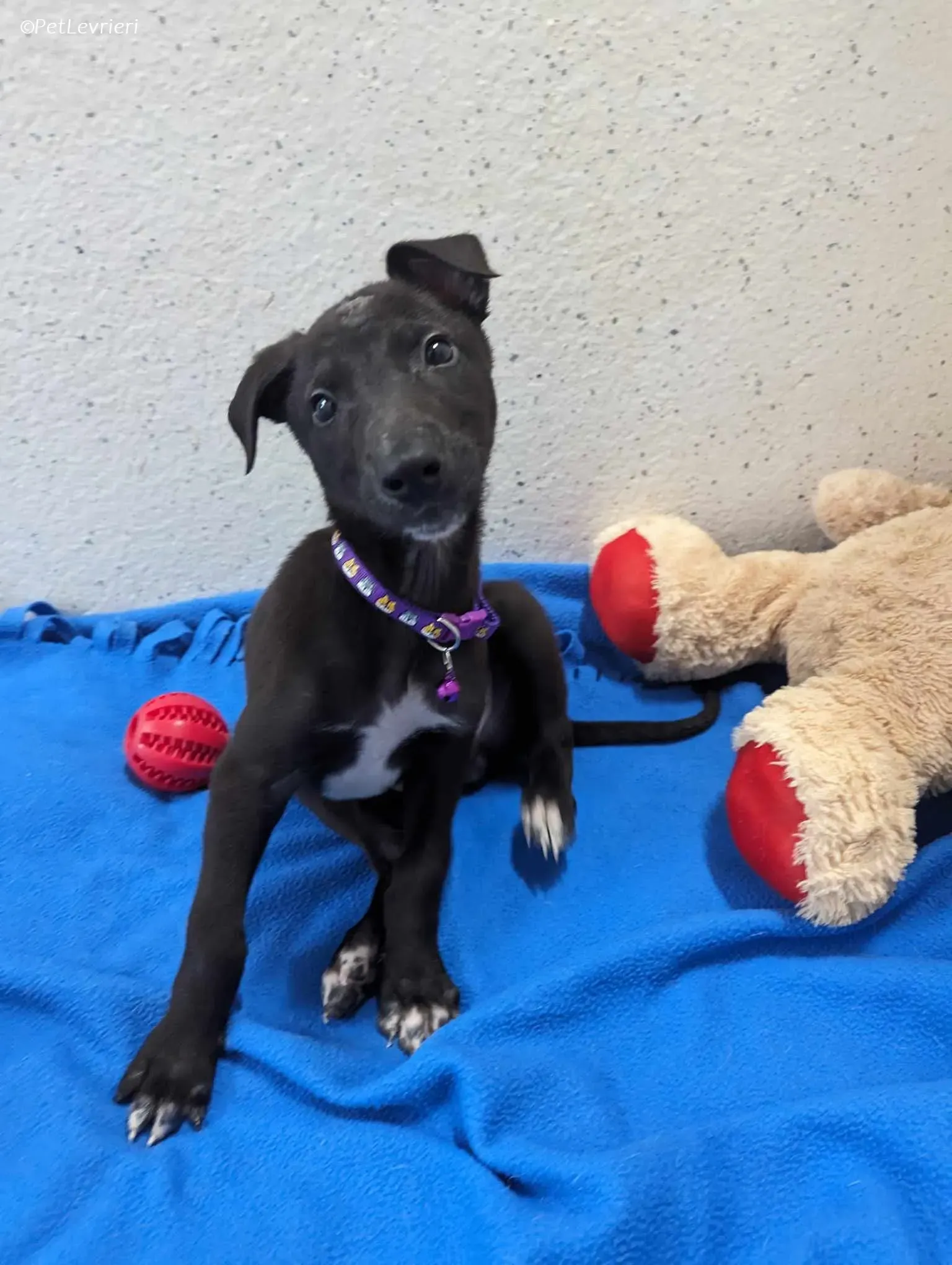 Axel adozione levrieri greyhound 1 1