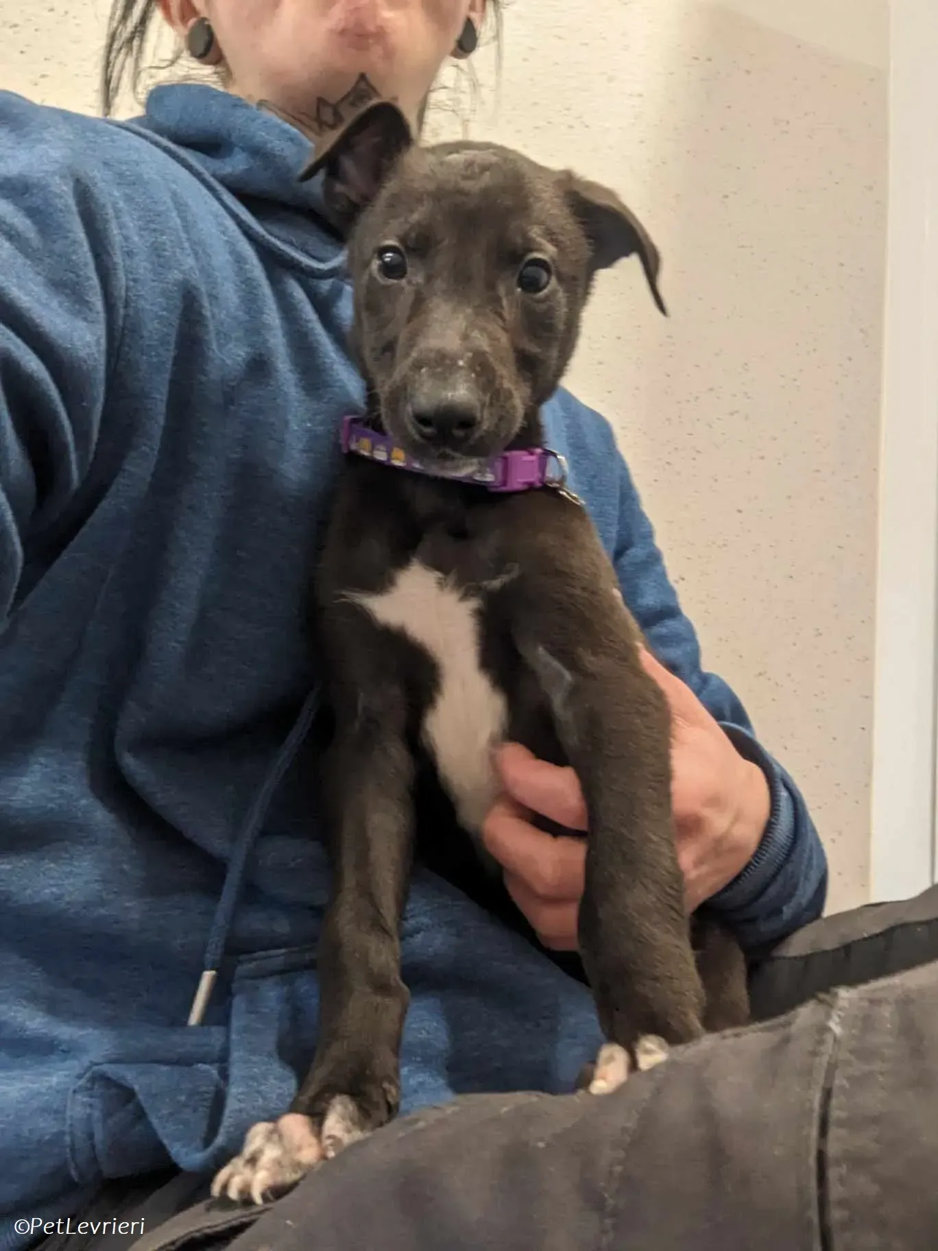 Axel adozione levrieri greyhound 10 1