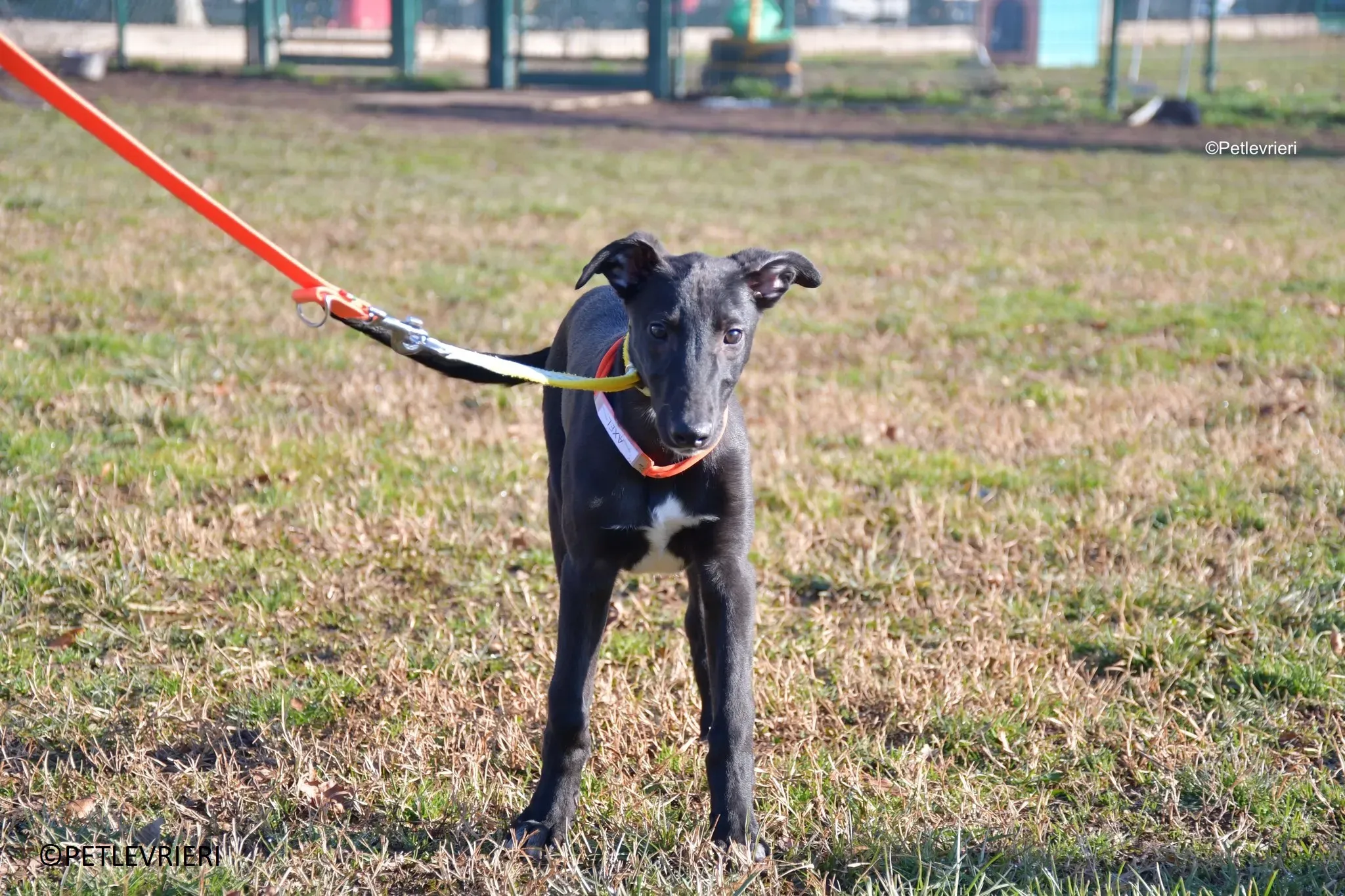 Axel adozione levrieri greyhound 10 3