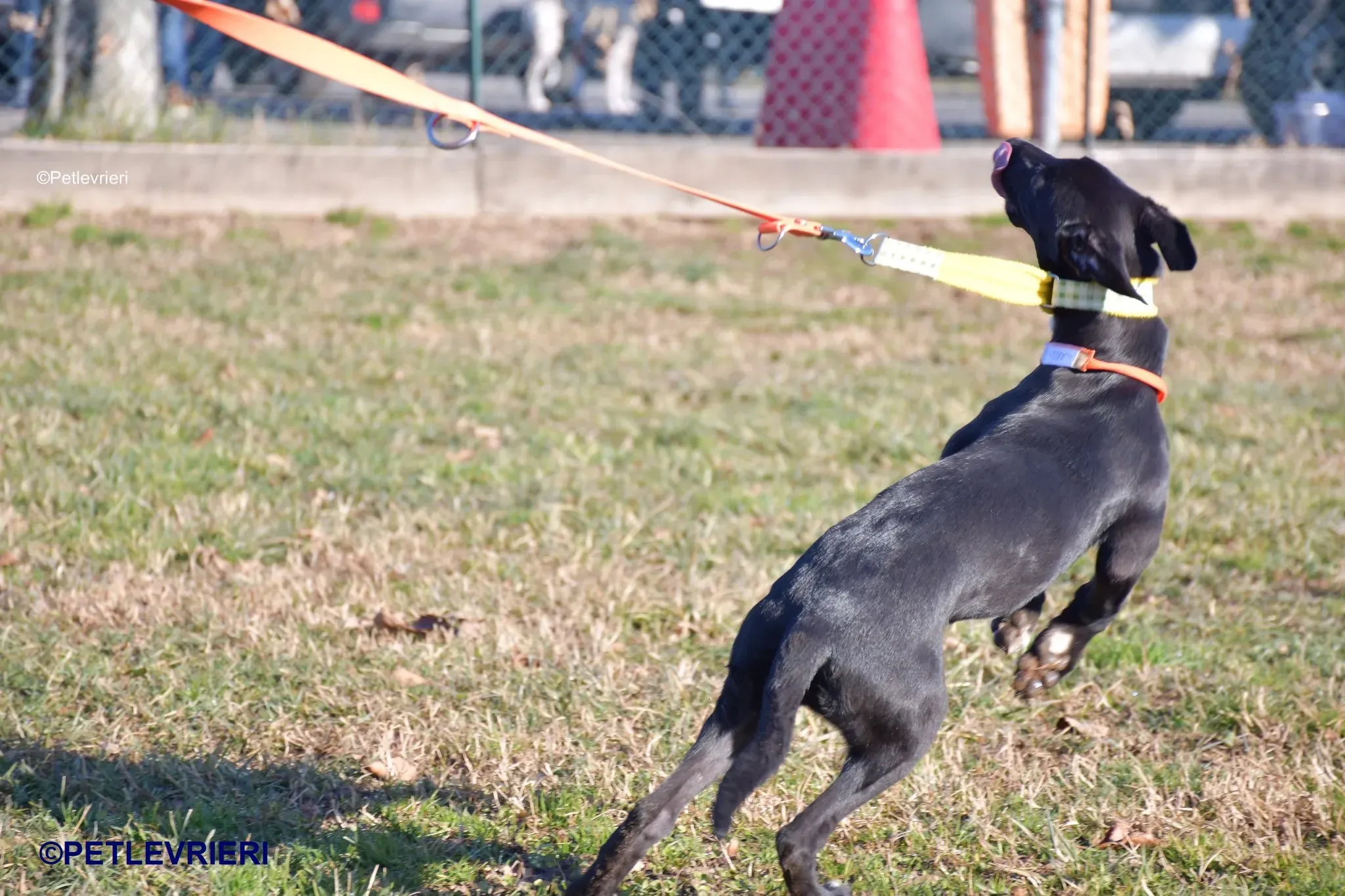 Axel adozione levrieri greyhound 11 2