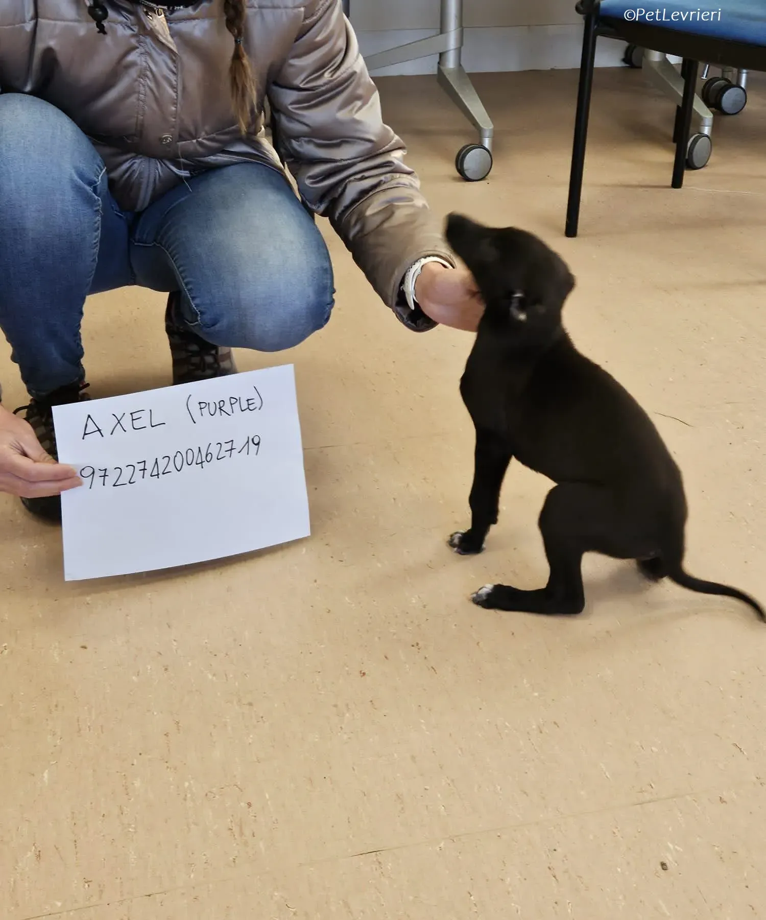 Axel adozione levrieri greyhound 11