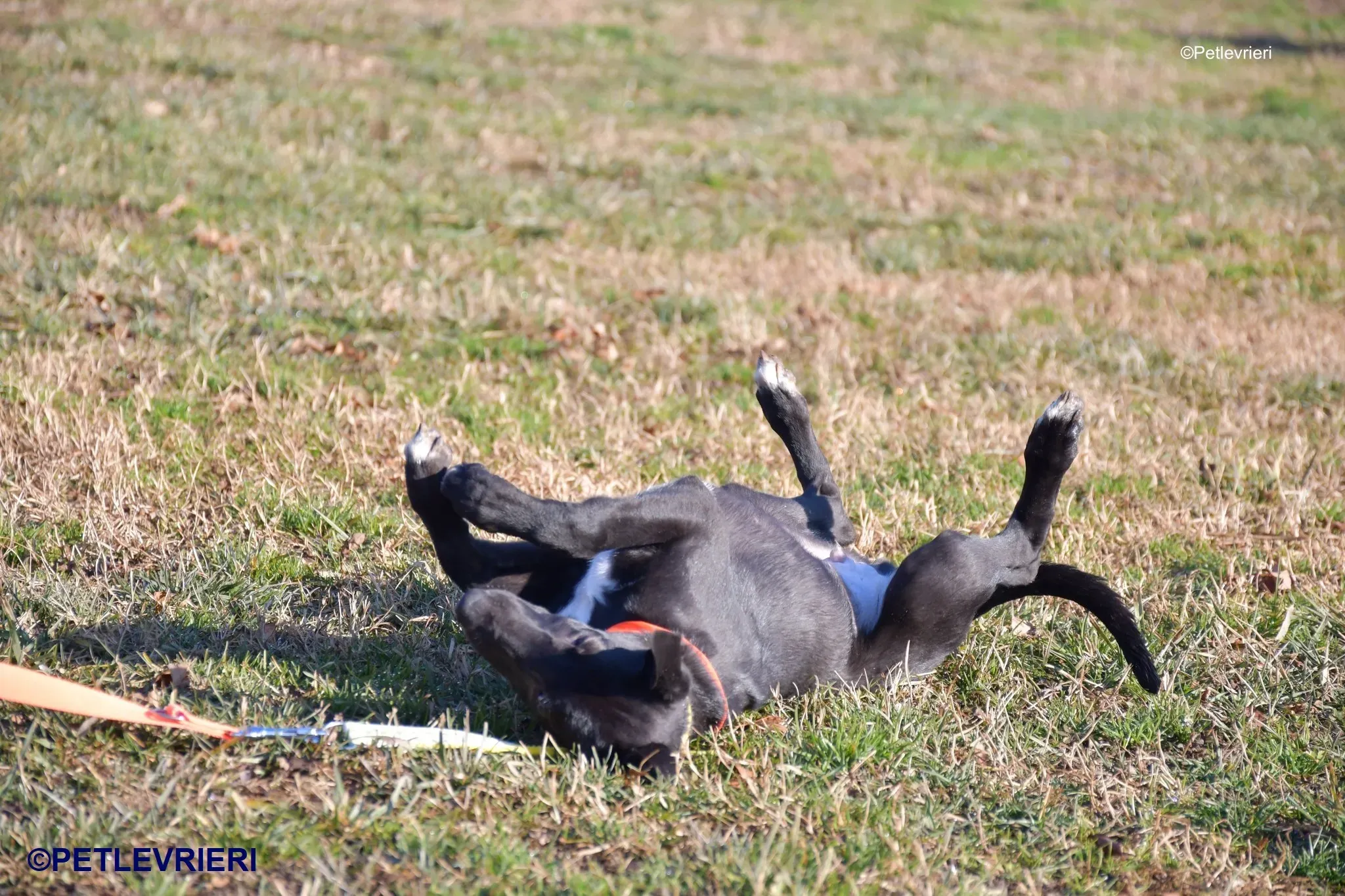 Axel adozione levrieri greyhound 12 2