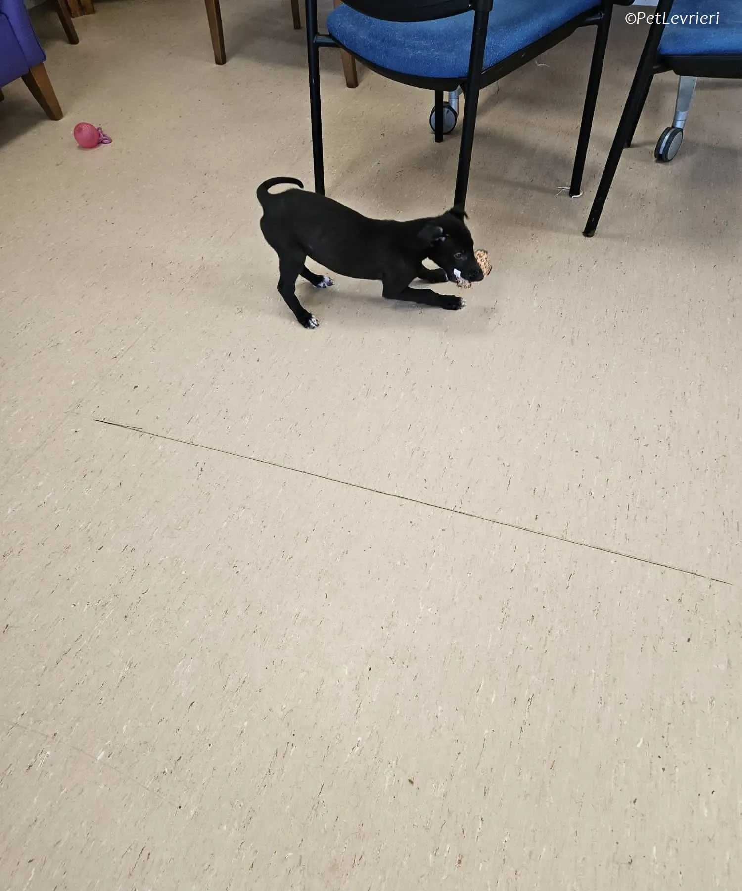 Axel adozione levrieri greyhound 12