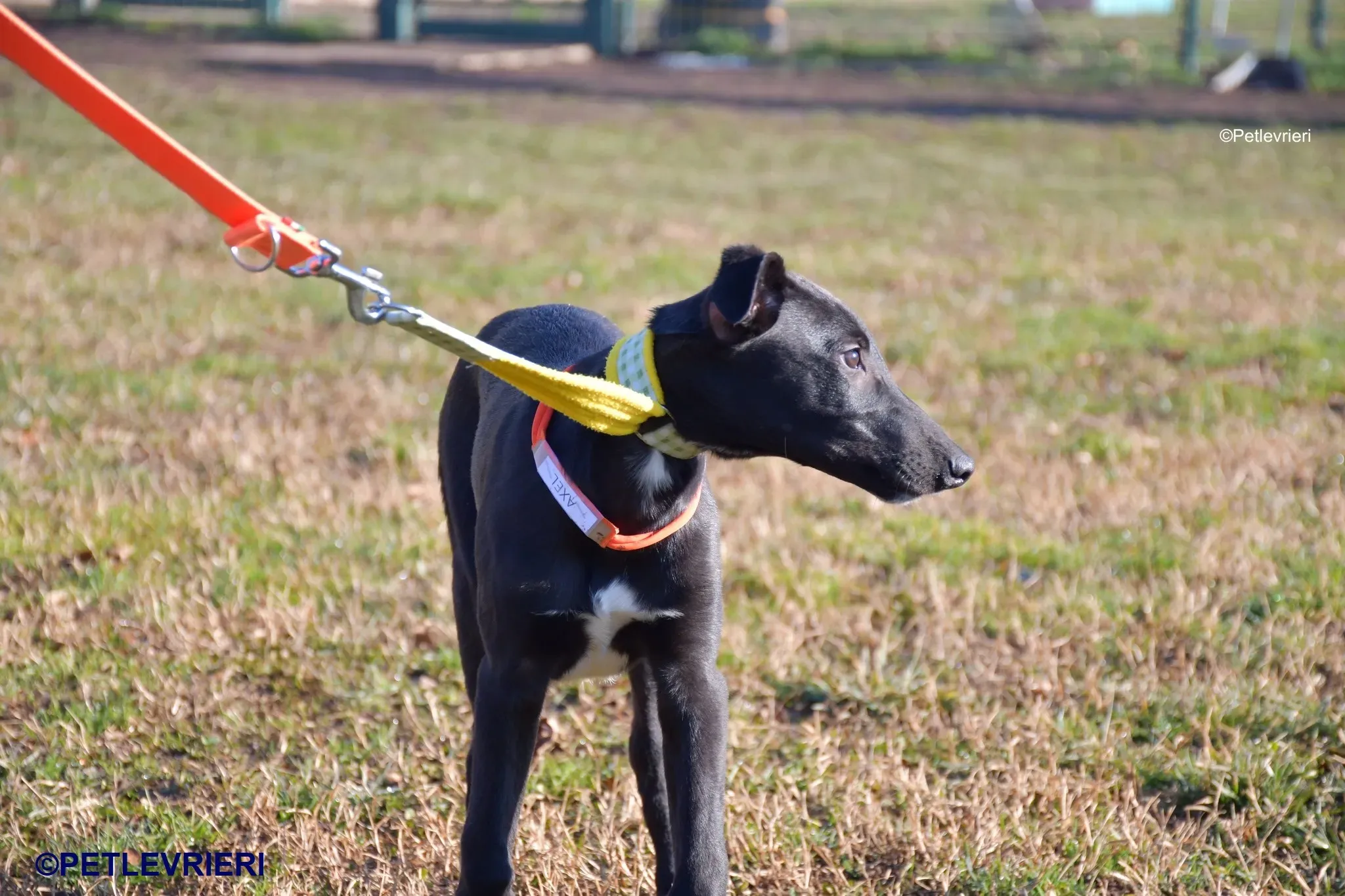 Axel adozione levrieri greyhound 13 1