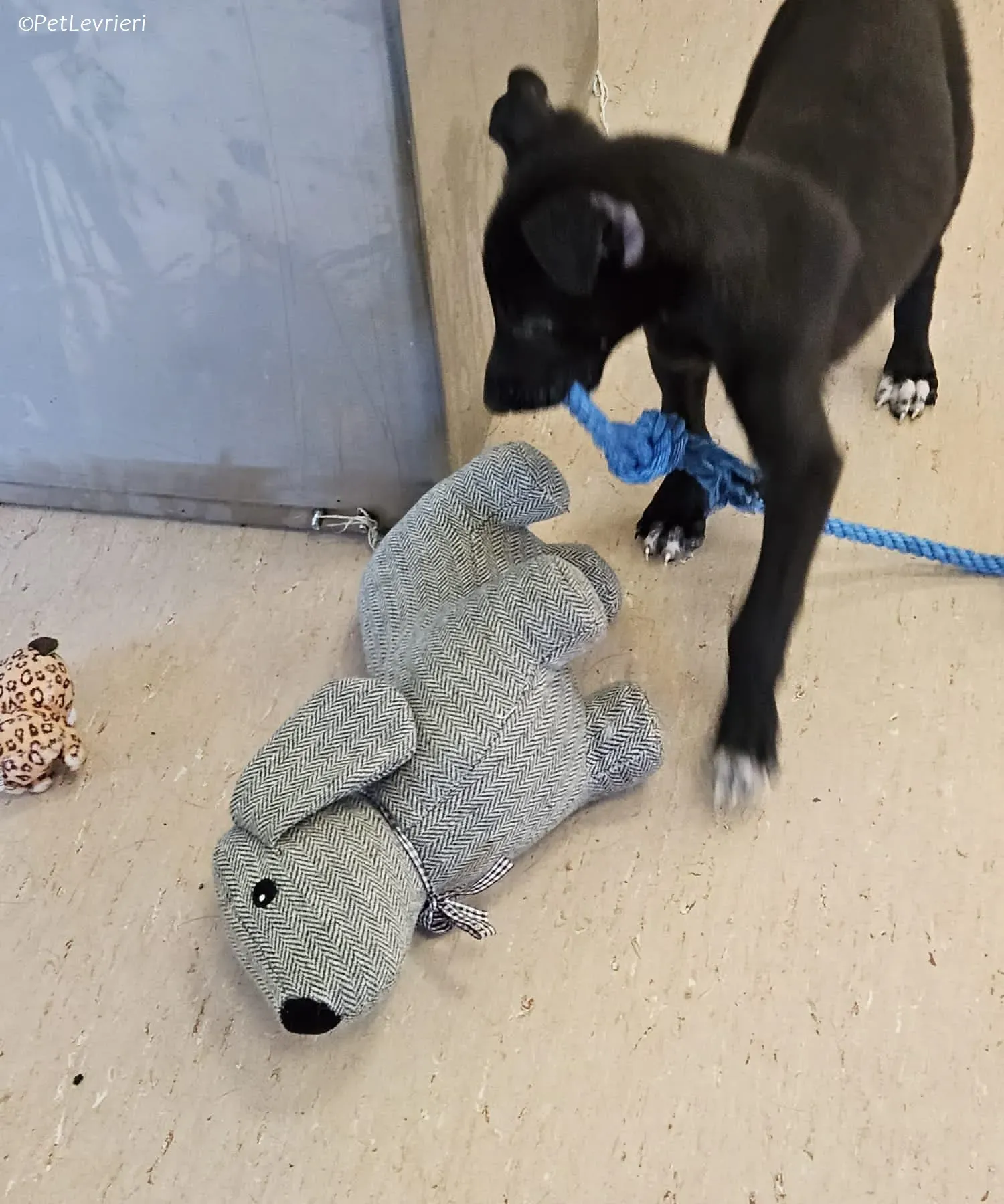 Axel adozione levrieri greyhound 13