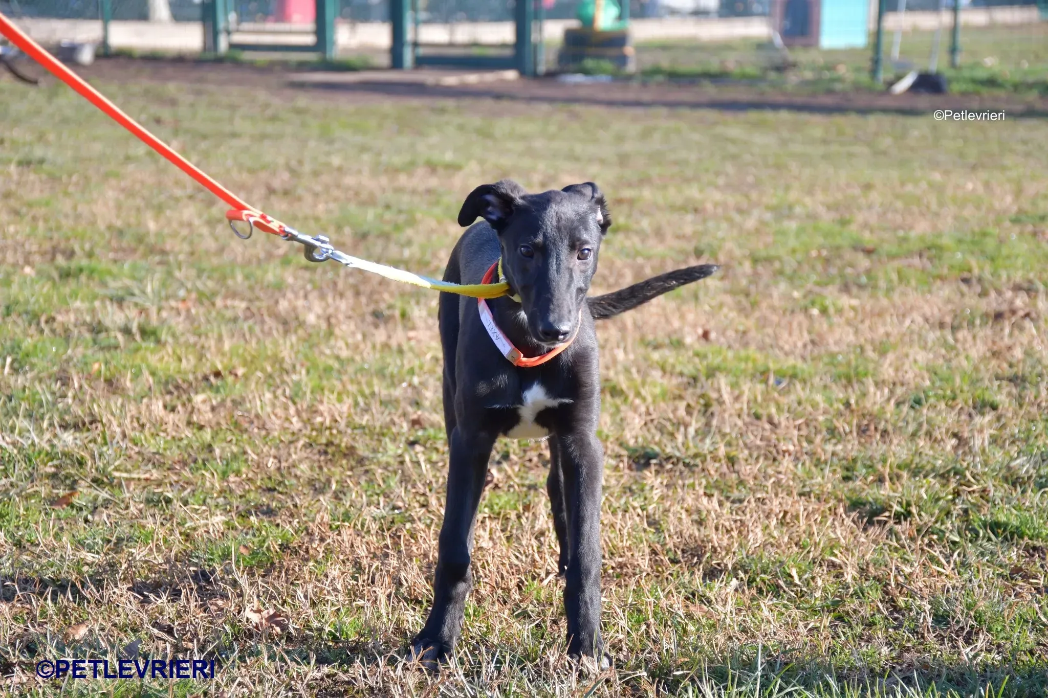 Axel adozione levrieri greyhound 14 1