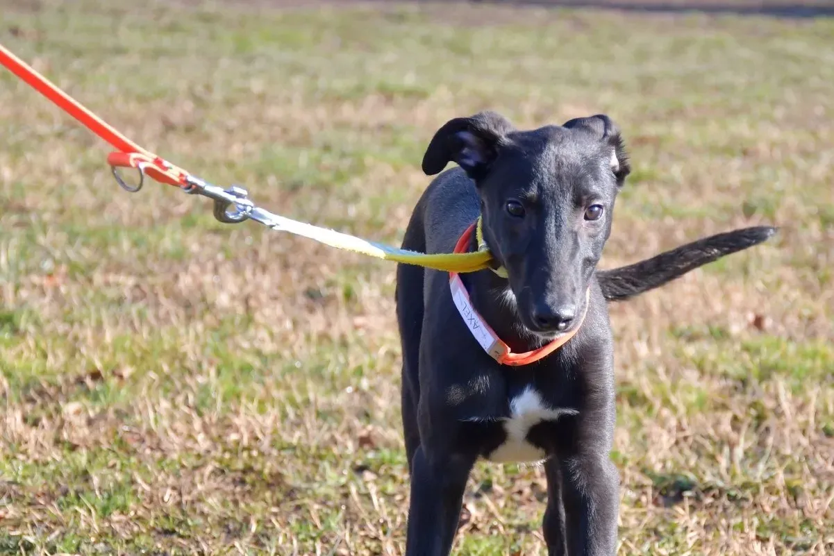 Axel adozione levrieri greyhound 14 2