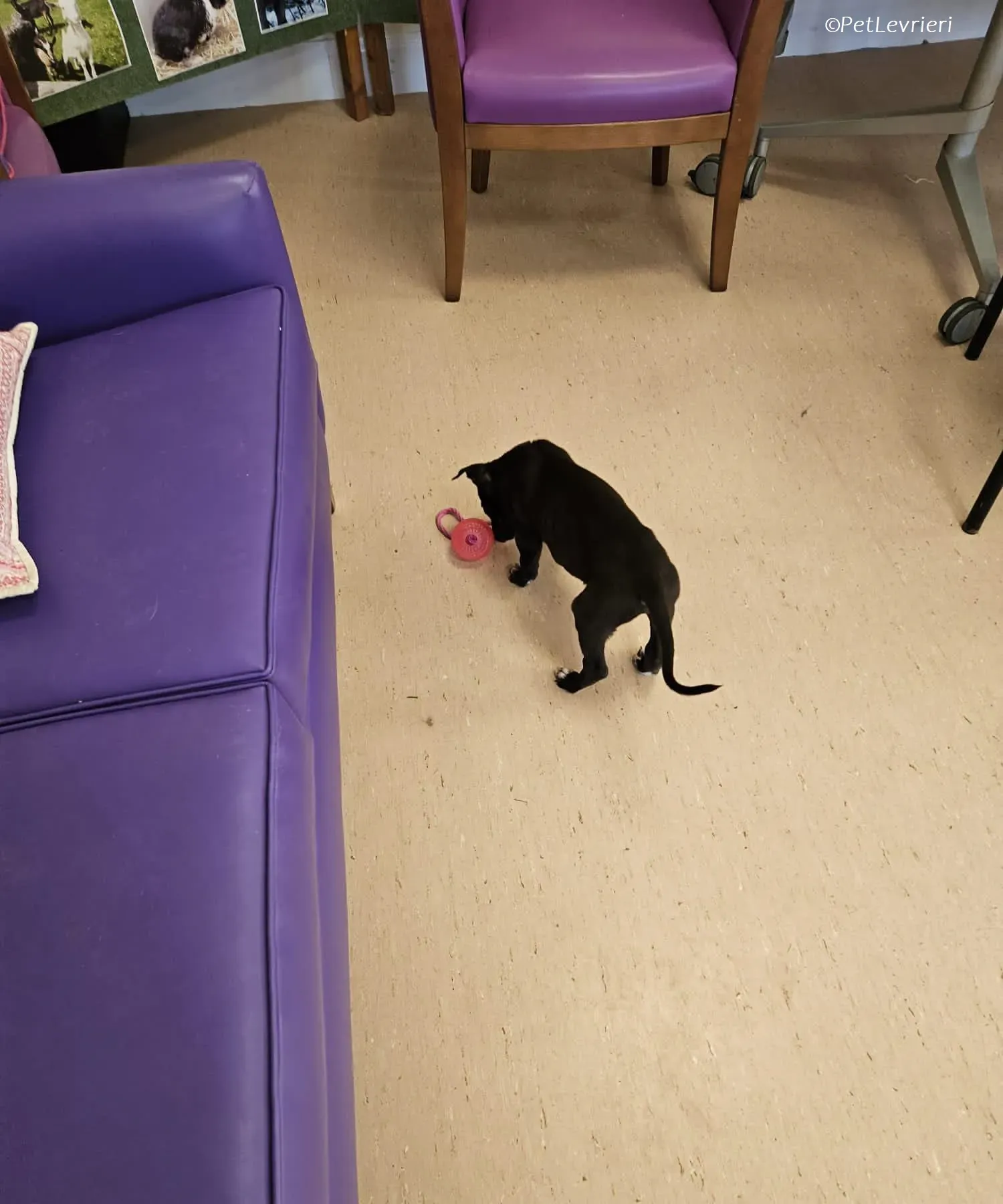 Axel adozione levrieri greyhound 14