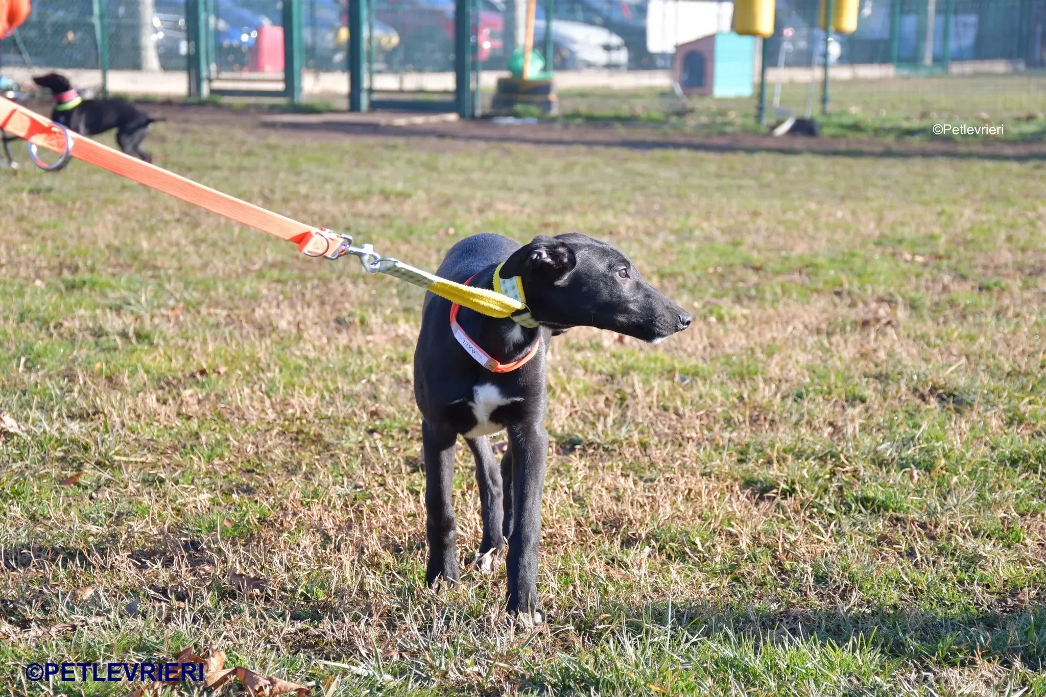 Axel adozione levrieri greyhound 15 1