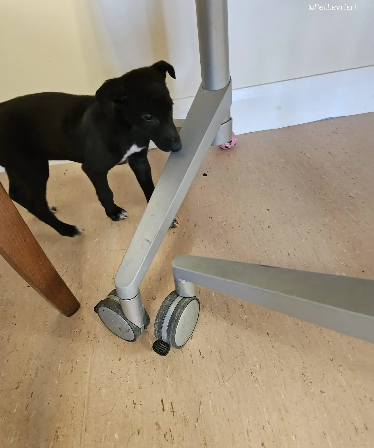 Axel adozione levrieri greyhound 15