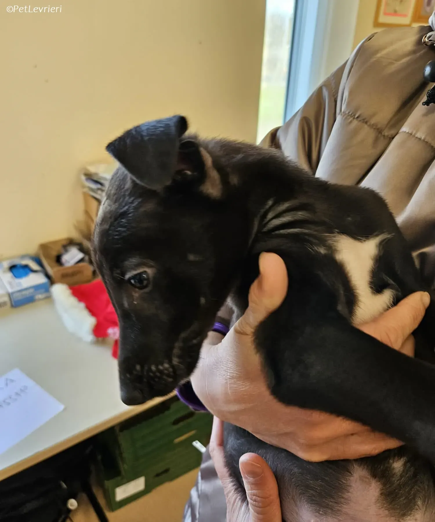 Axel adozione levrieri greyhound 16