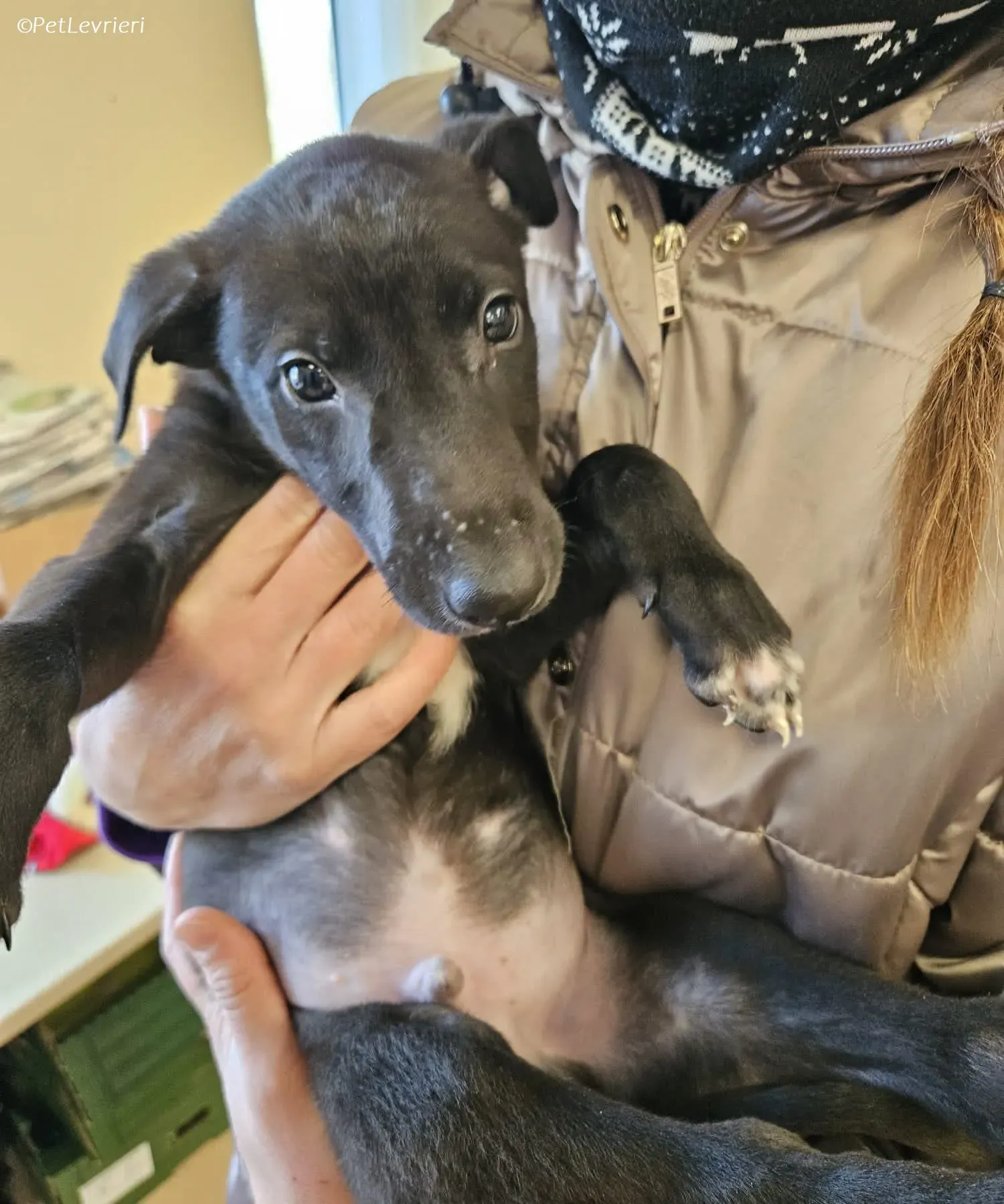 Axel adozione levrieri greyhound 17