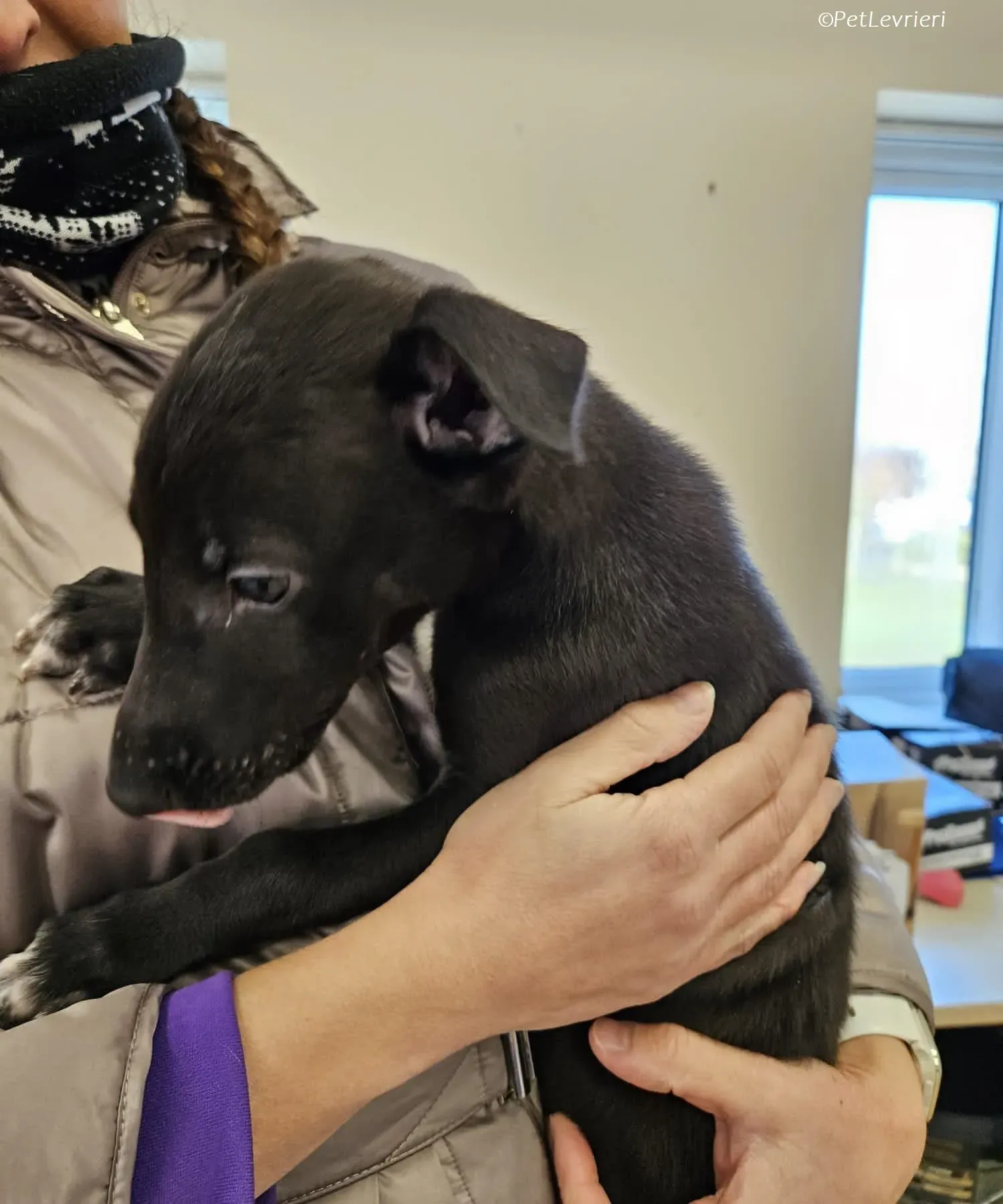 Axel adozione levrieri greyhound 18