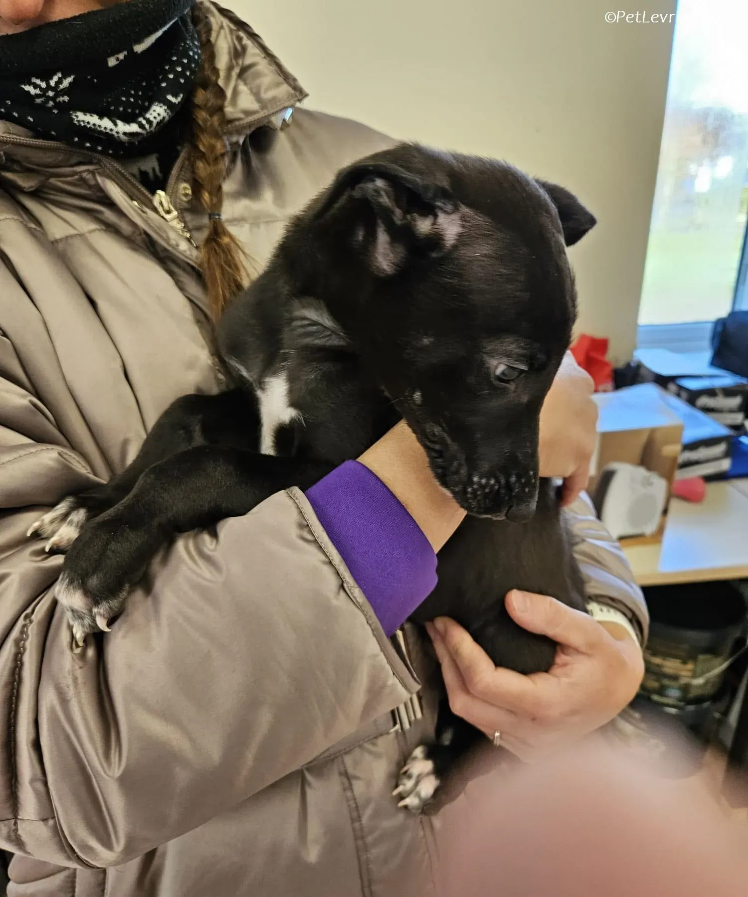 Axel adozione levrieri greyhound 19