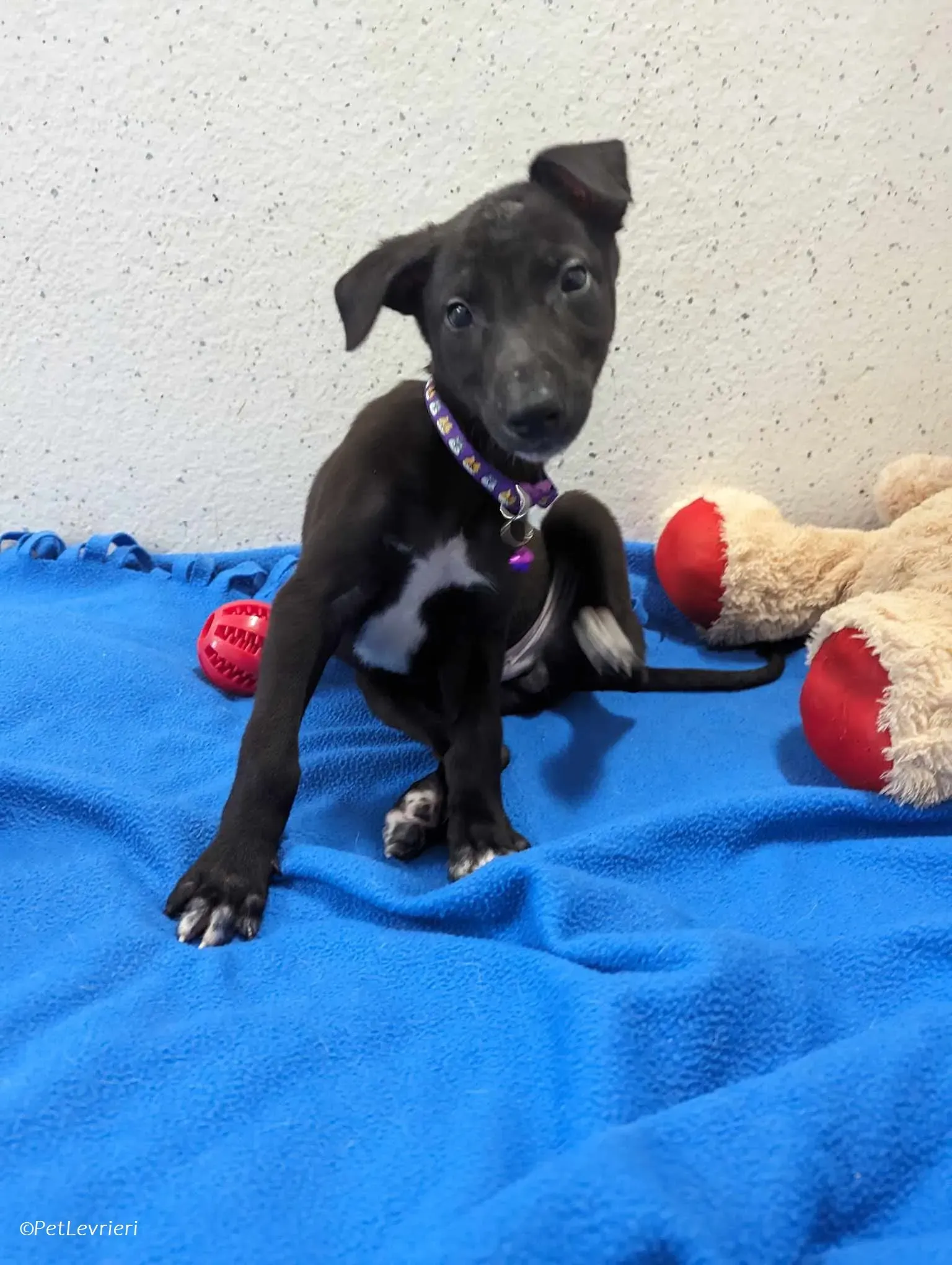 Axel adozione levrieri greyhound 2 1