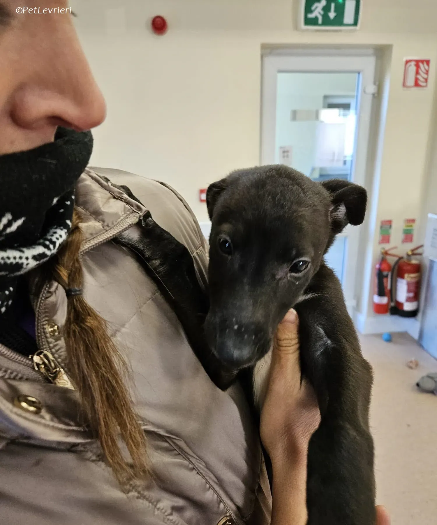 Axel adozione levrieri greyhound 20