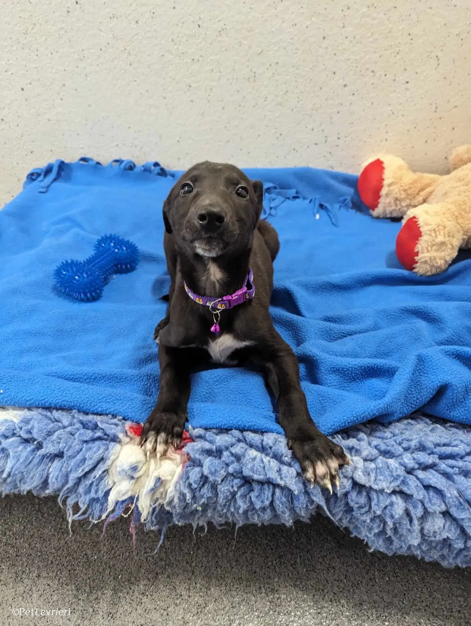 Axel adozione levrieri greyhound 4 1