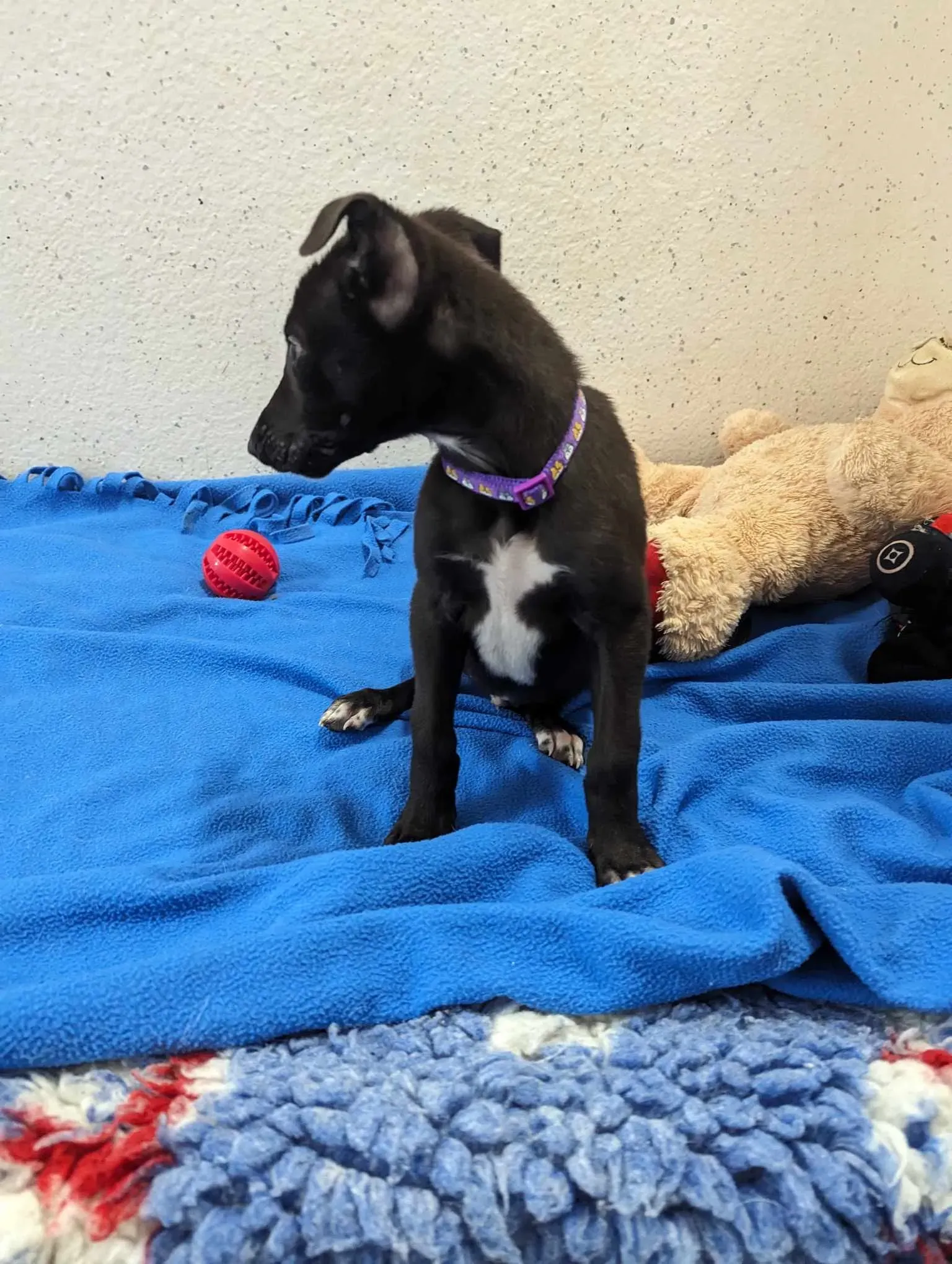 Axel adozione levrieri greyhound 5 1