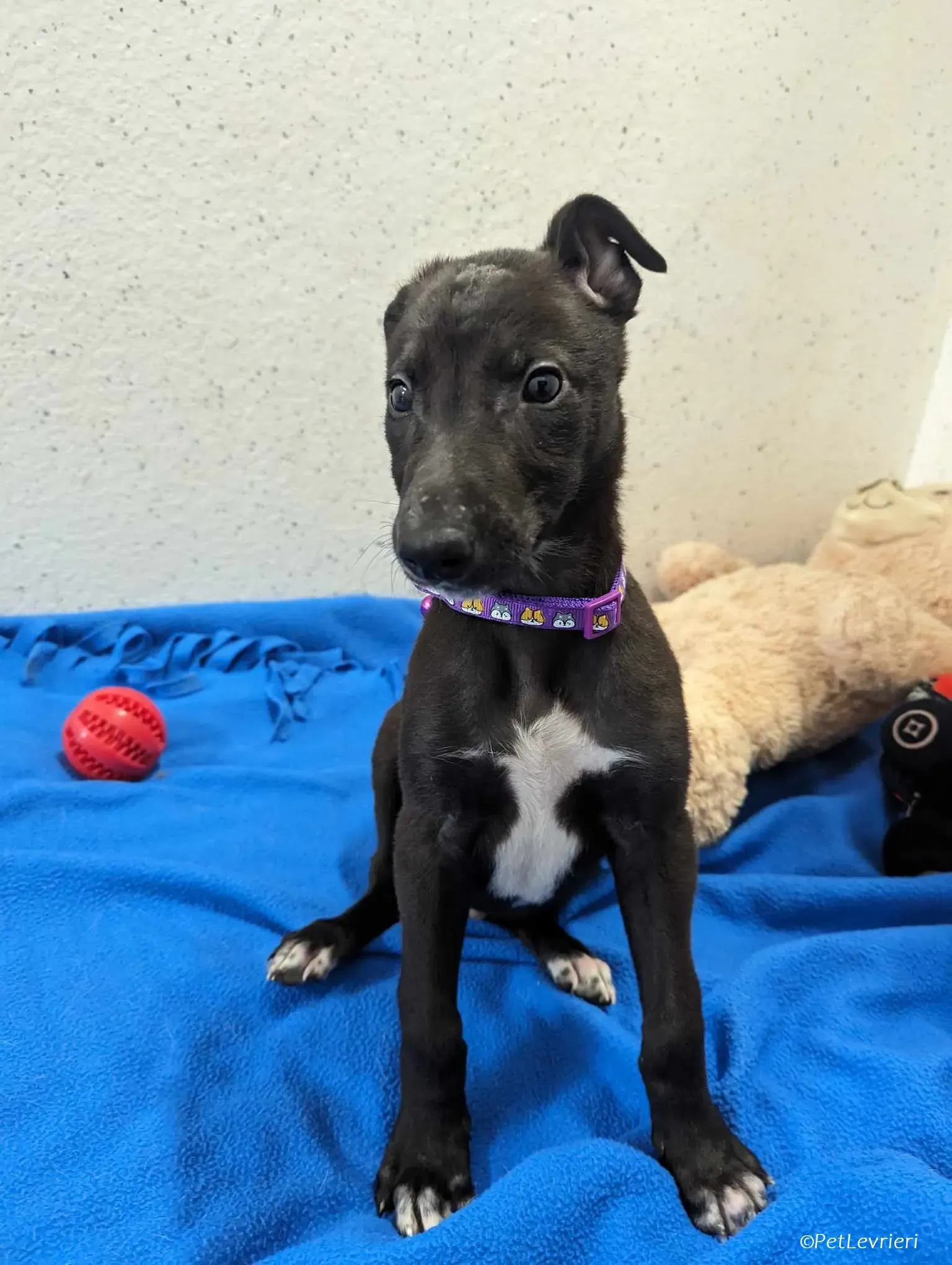 Axel adozione levrieri greyhound 7 1