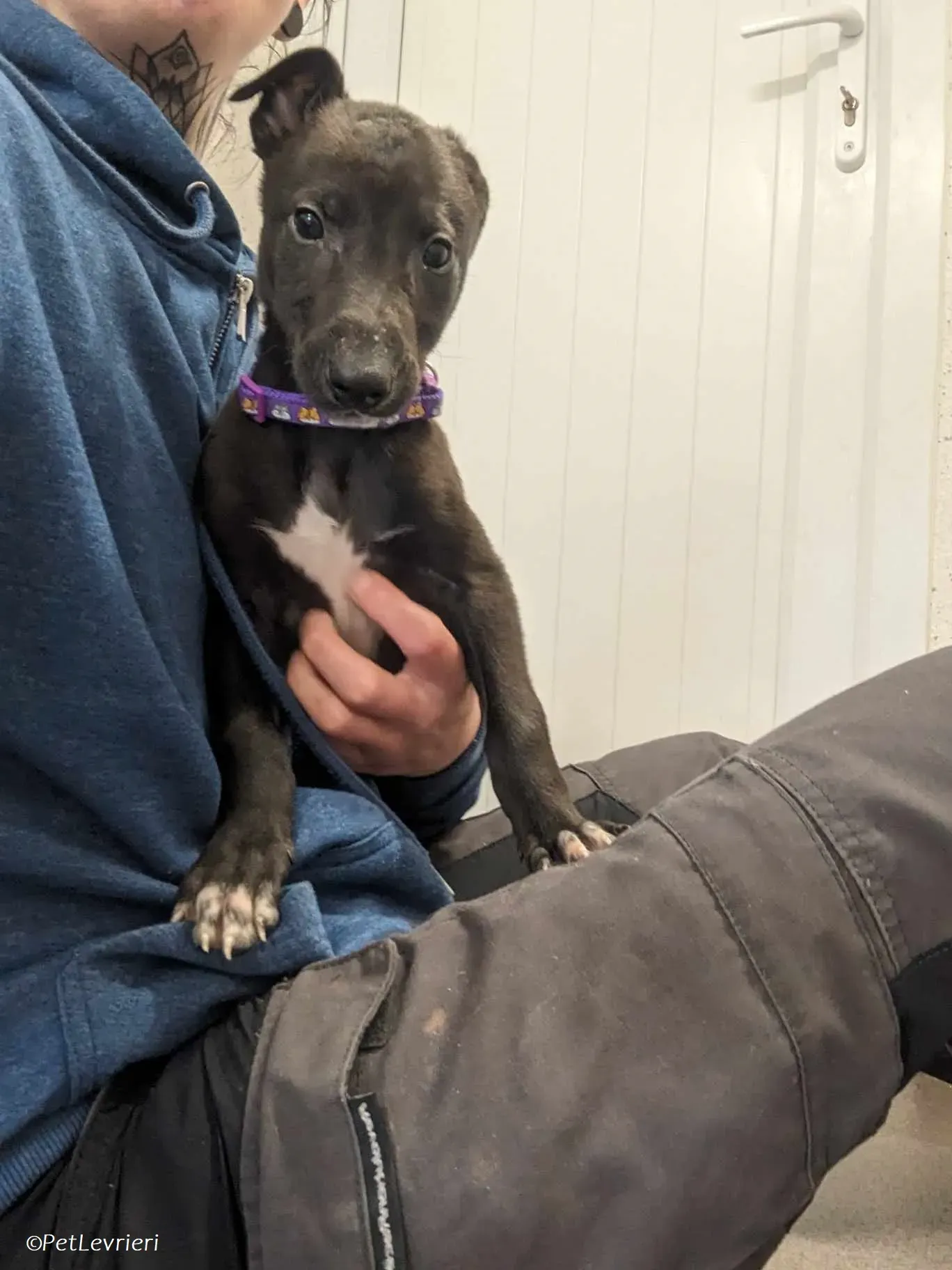 Axel adozione levrieri greyhound 8 1