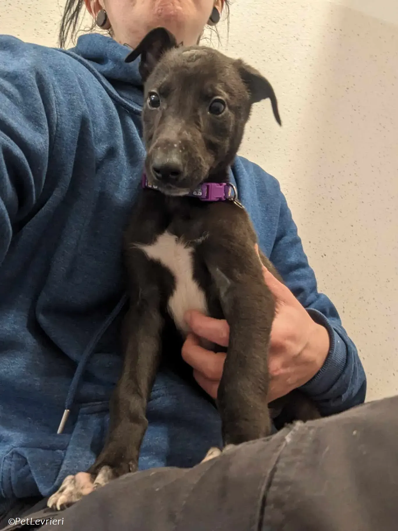 Axel adozione levrieri greyhound 9 1