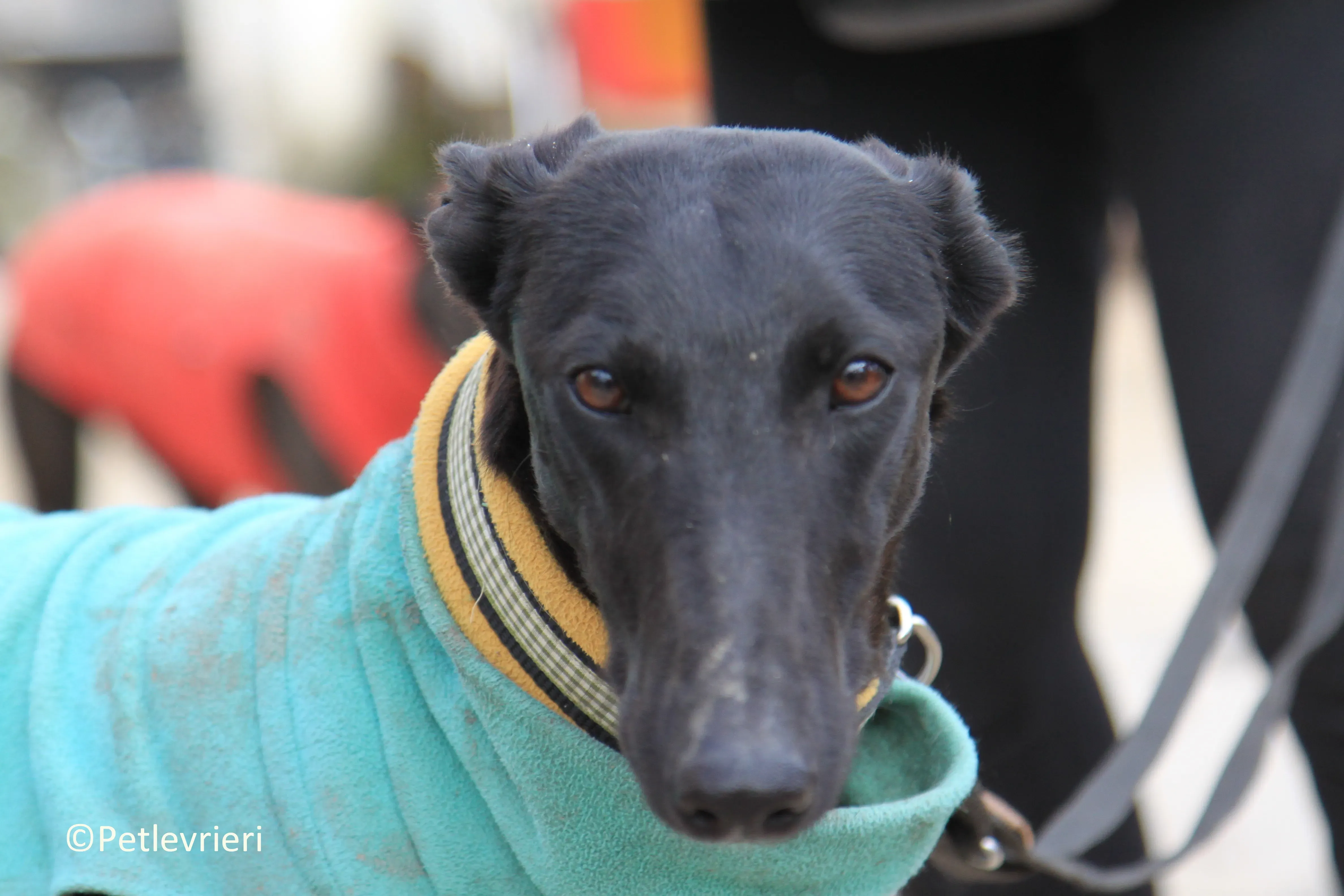 Axelle adozione levrieri galgo 01