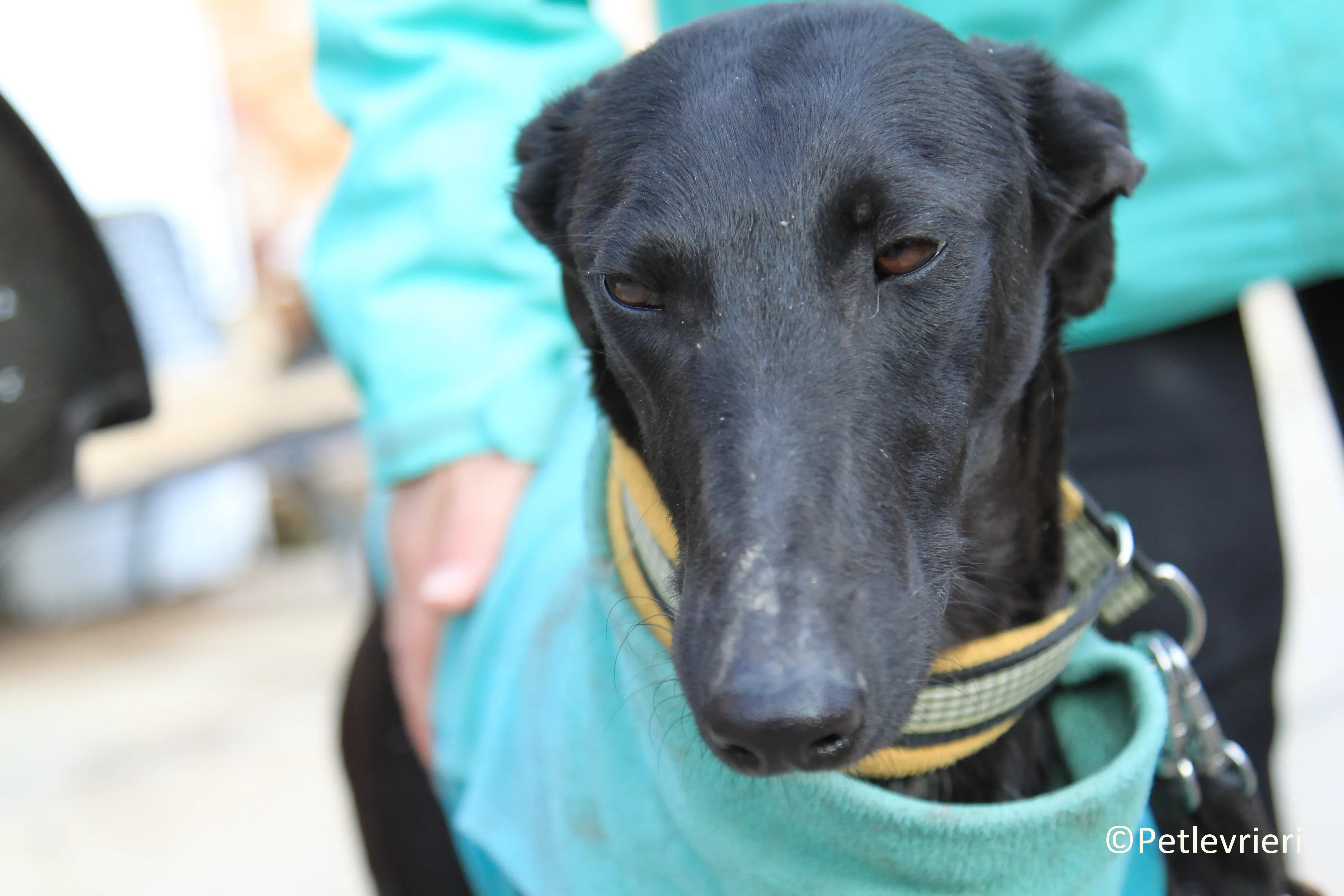 Axelle adozione levrieri galgo 02