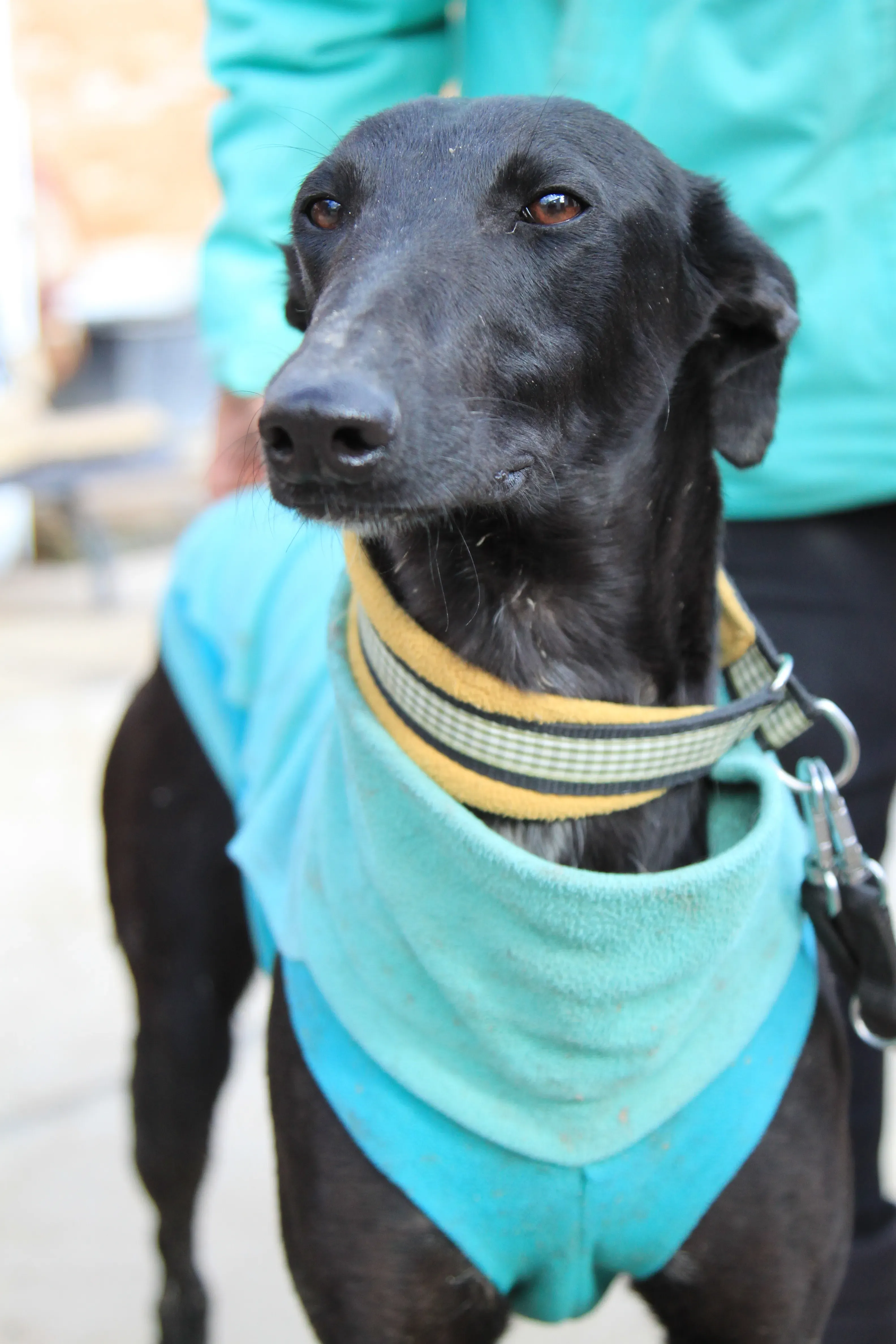 Axelle adozione levrieri galgo 03