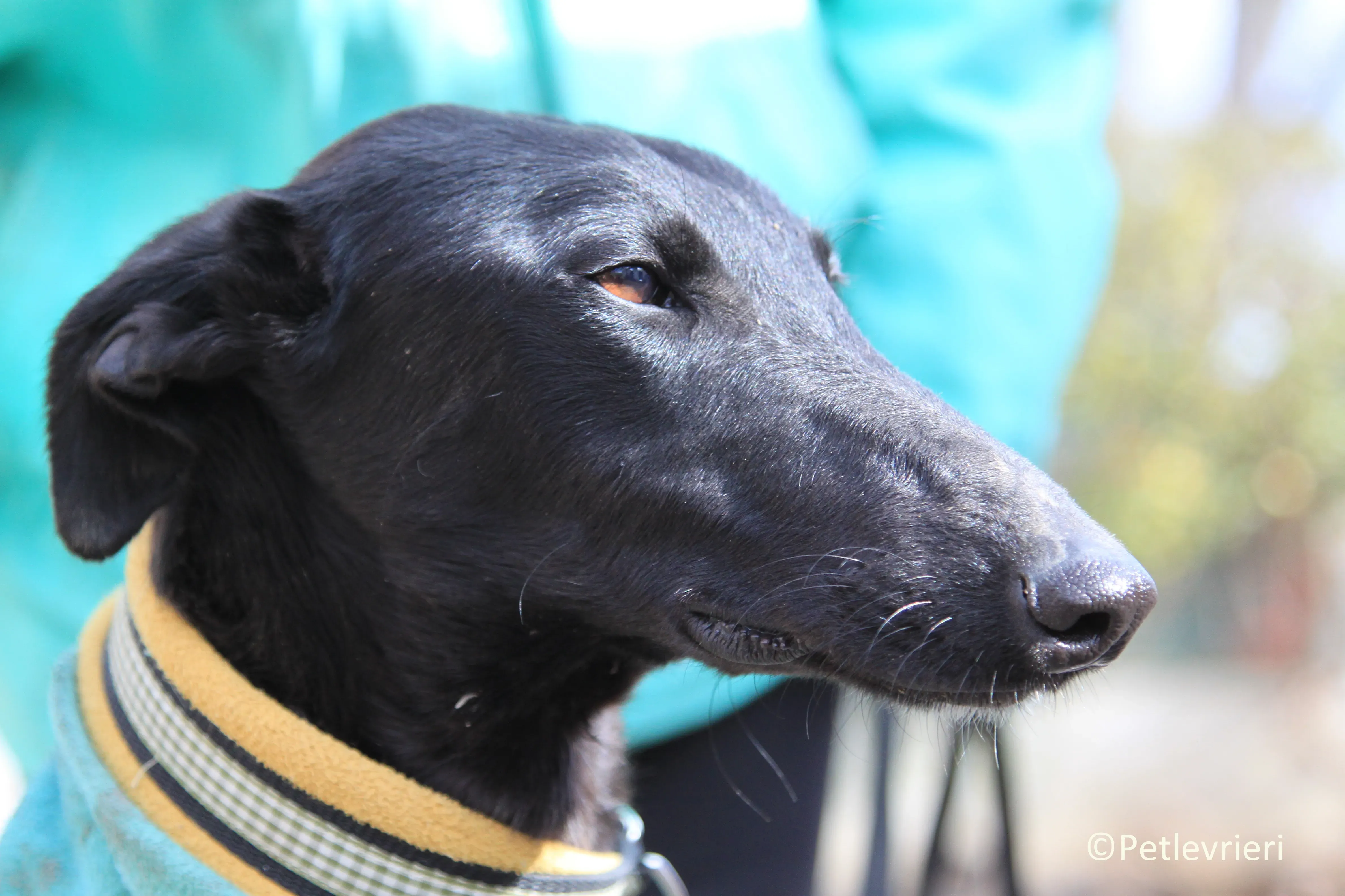 Axelle adozione levrieri galgo 04