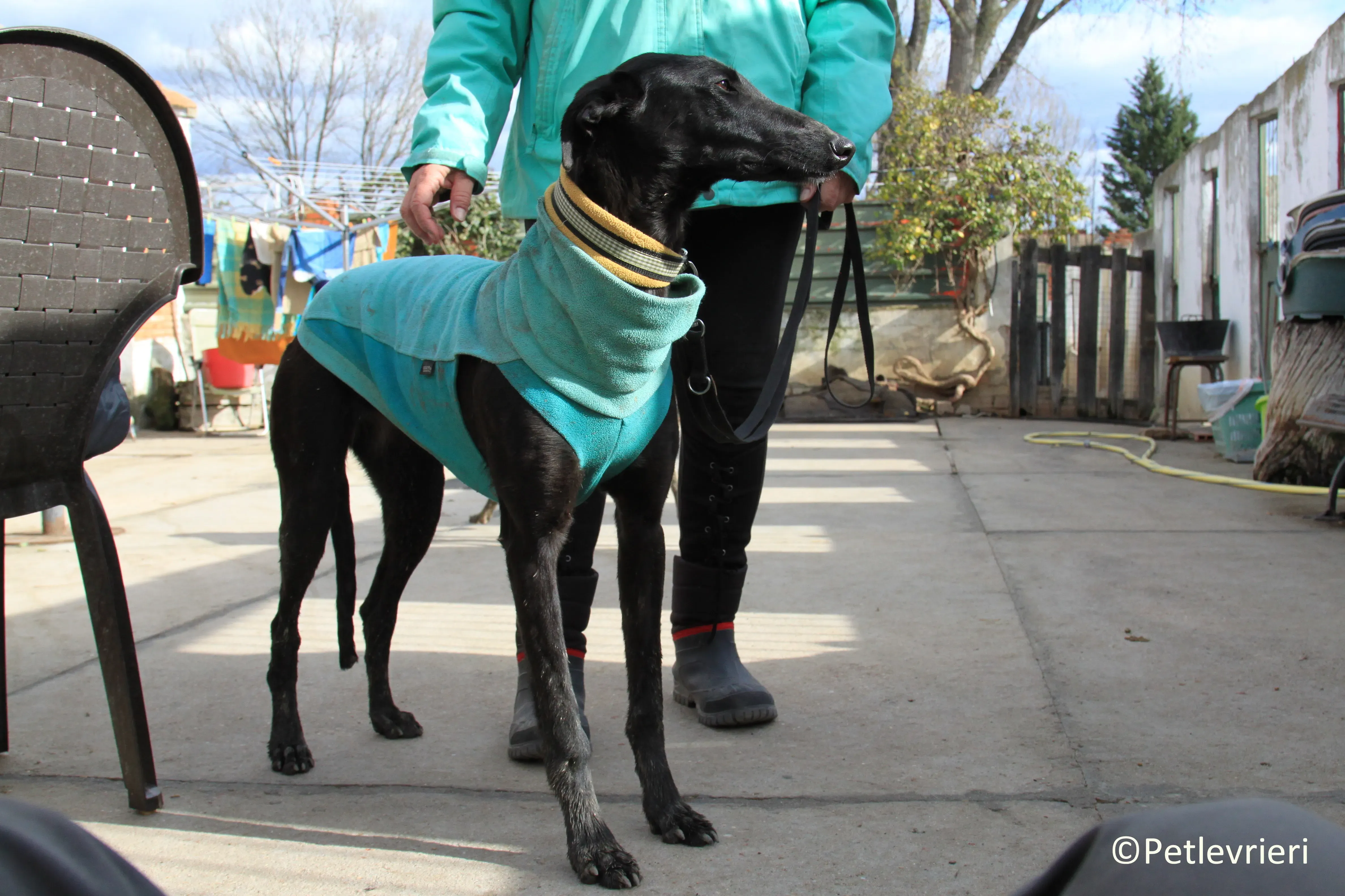 Axelle adozione levrieri galgo 05