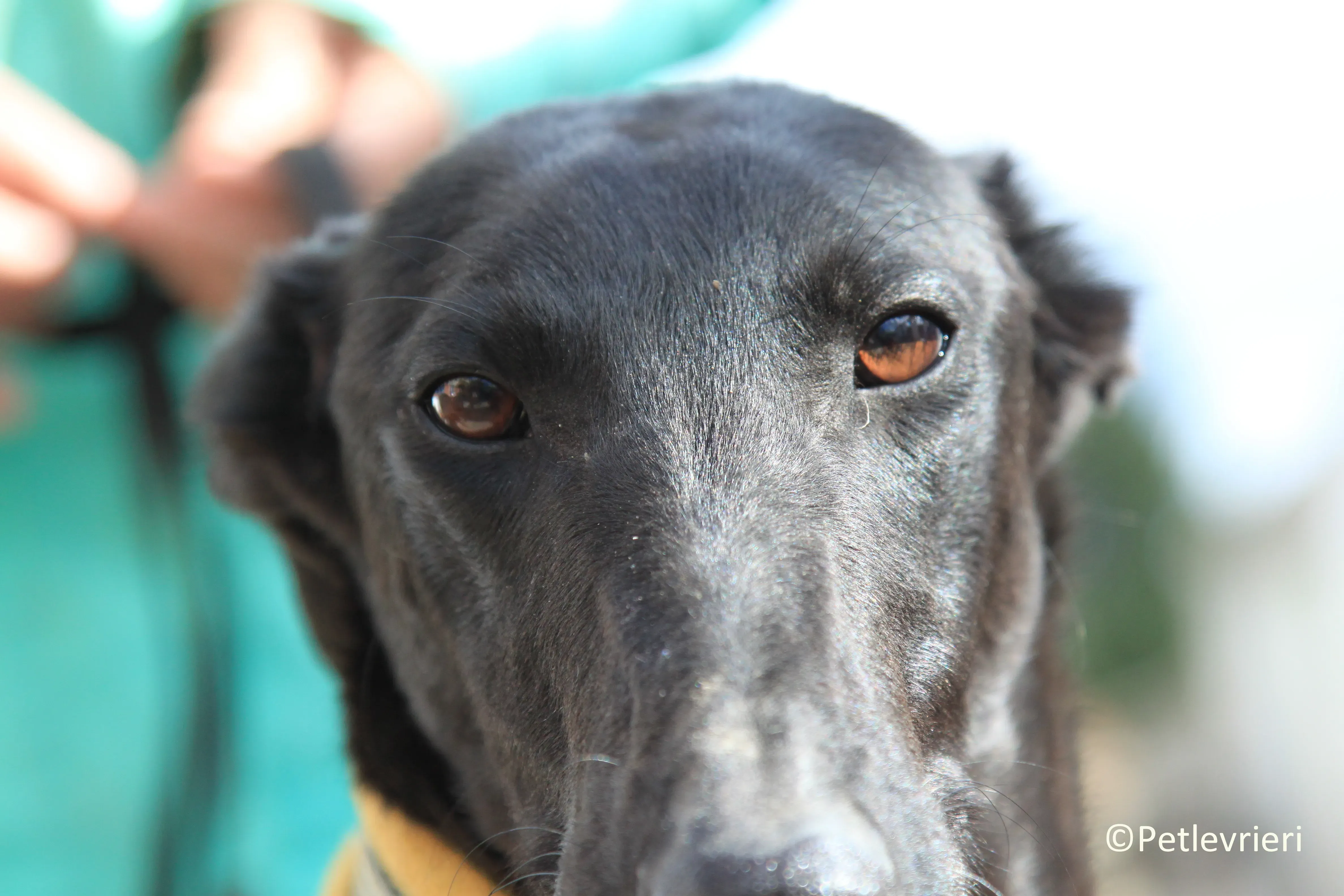 Axelle adozione levrieri galgo 06