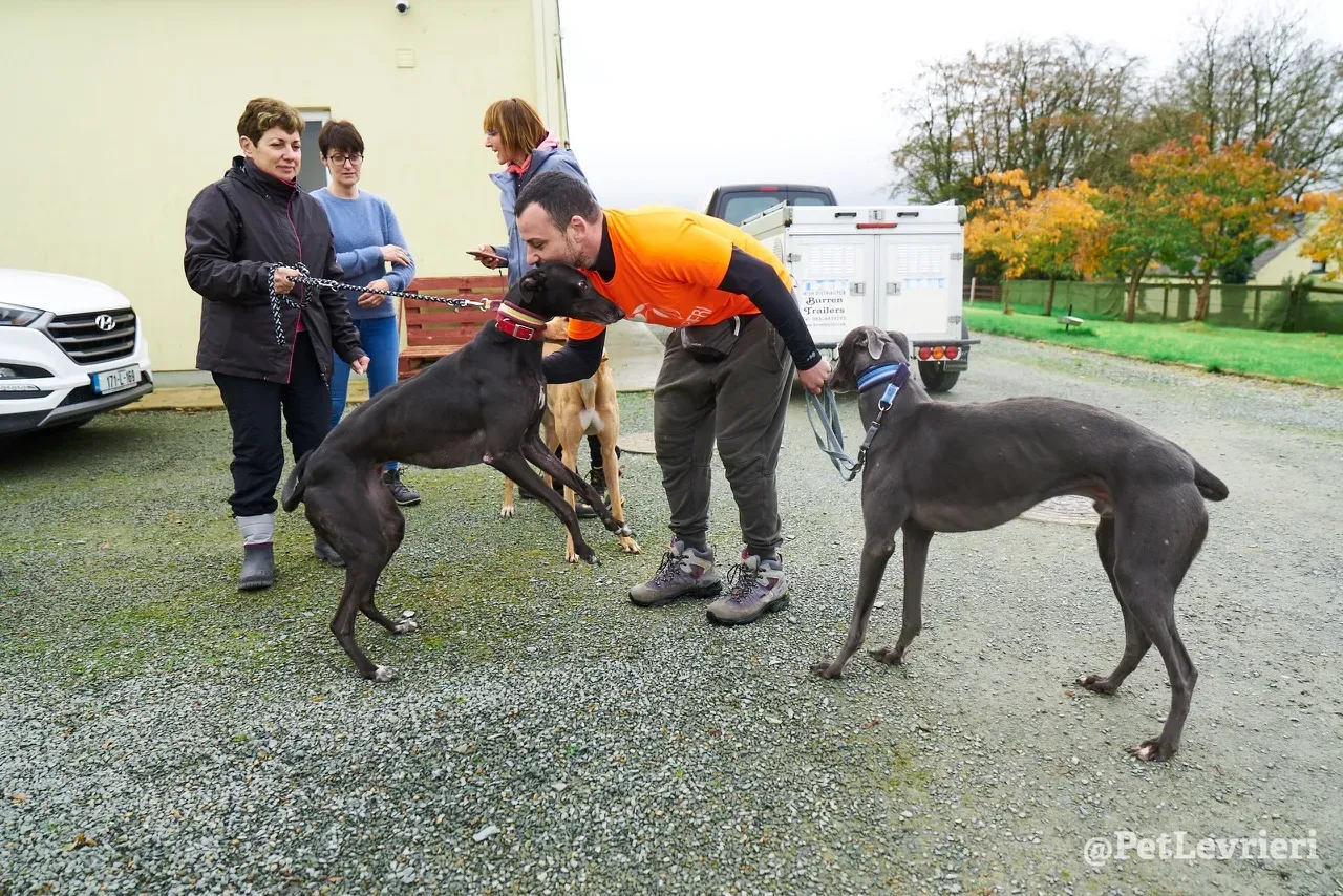 BABSY pet levrieri greyhound2