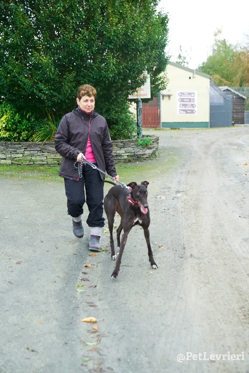 BABSY pet levrieri greyhound3