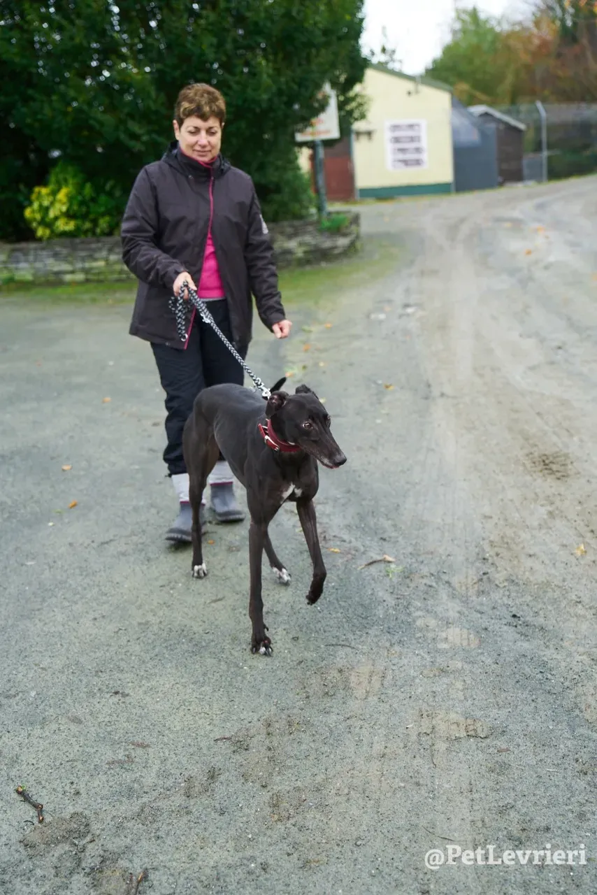 BABSY pet levrieri greyhound4