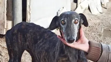 BAMBOLINA GALGO 02