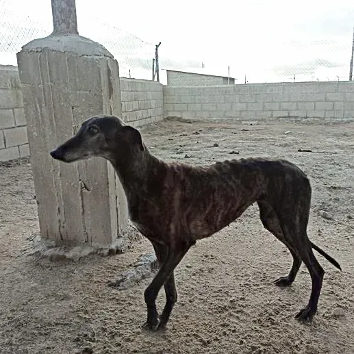 BAMBOLINA GALGO 04