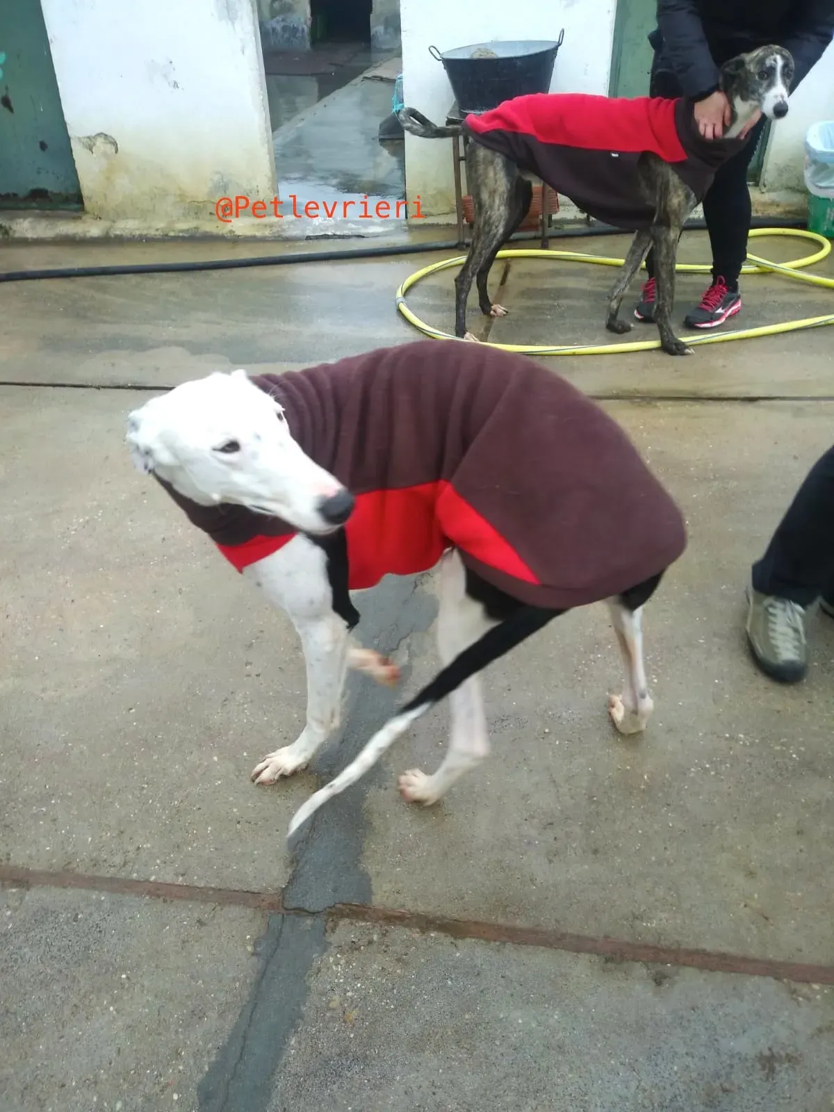 BANY adozione levrieri galgo 7