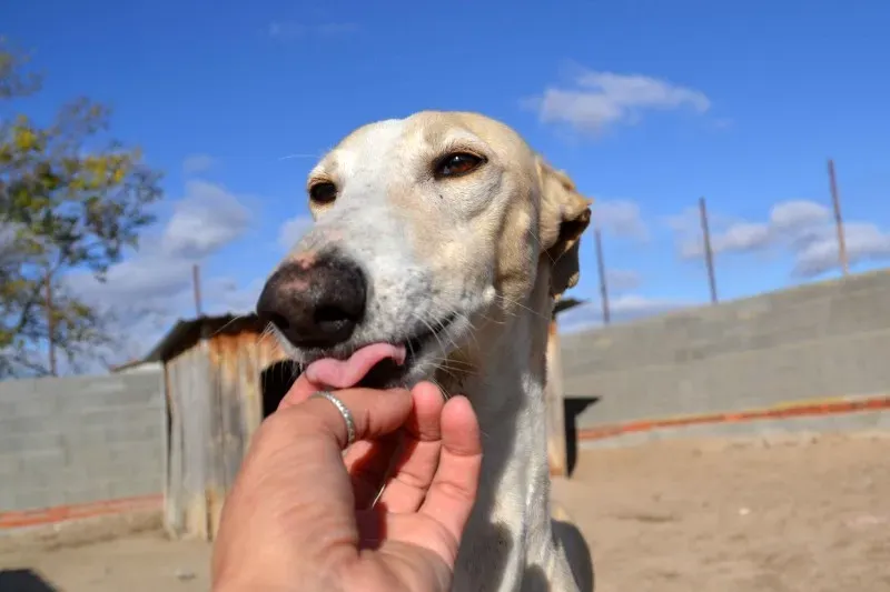 BARQUI 4 e1385759539776