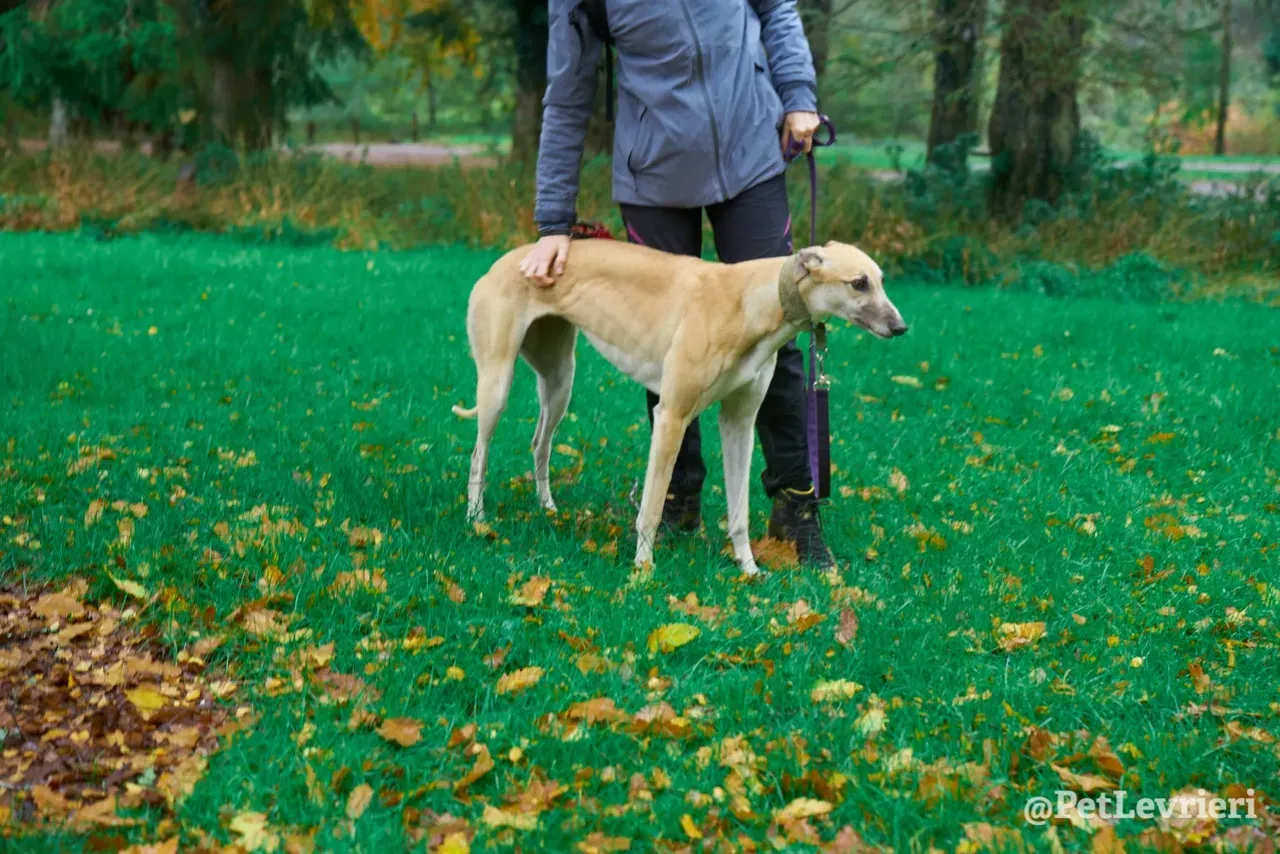 BAYOU pet levrieri greyhound1
