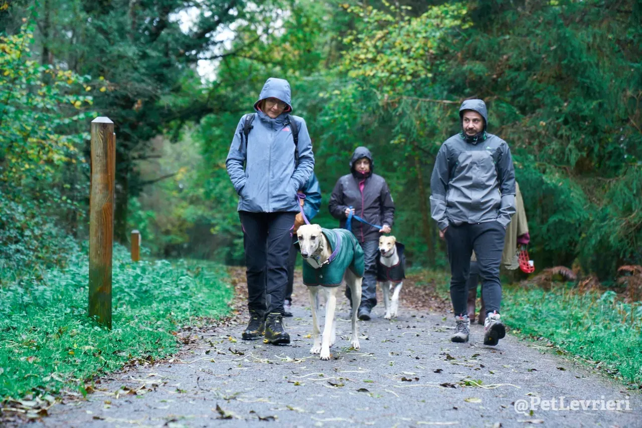 BAYOU pet levrieri greyhound10