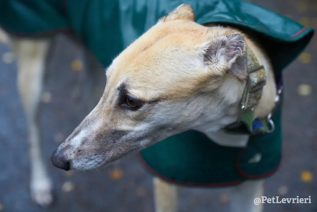 BAYOU pet levrieri greyhound11