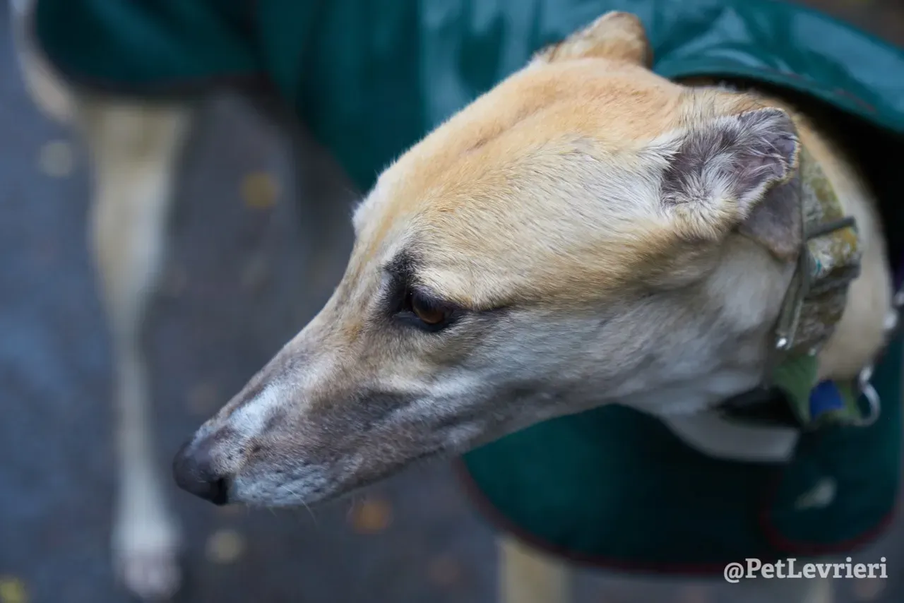 BAYOU pet levrieri greyhound12