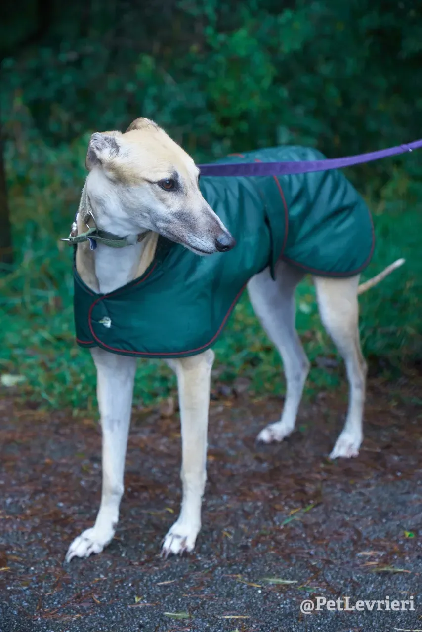 BAYOU pet levrieri greyhound13