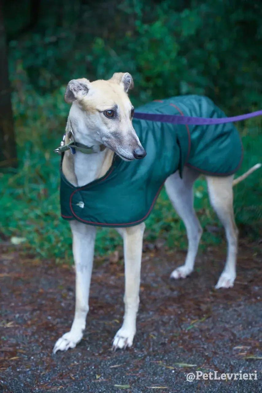 BAYOU pet levrieri greyhound14