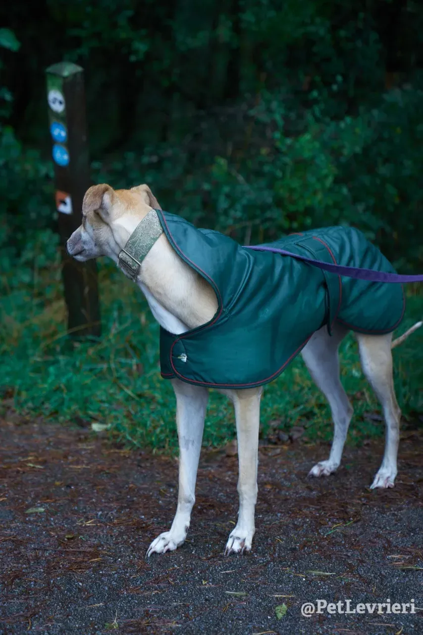 BAYOU pet levrieri greyhound15